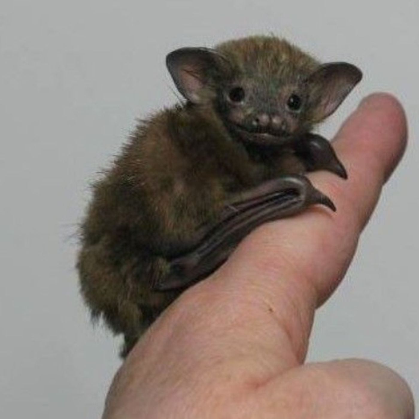 The Stop Blaming Bats And Start Getting Stronger Workout