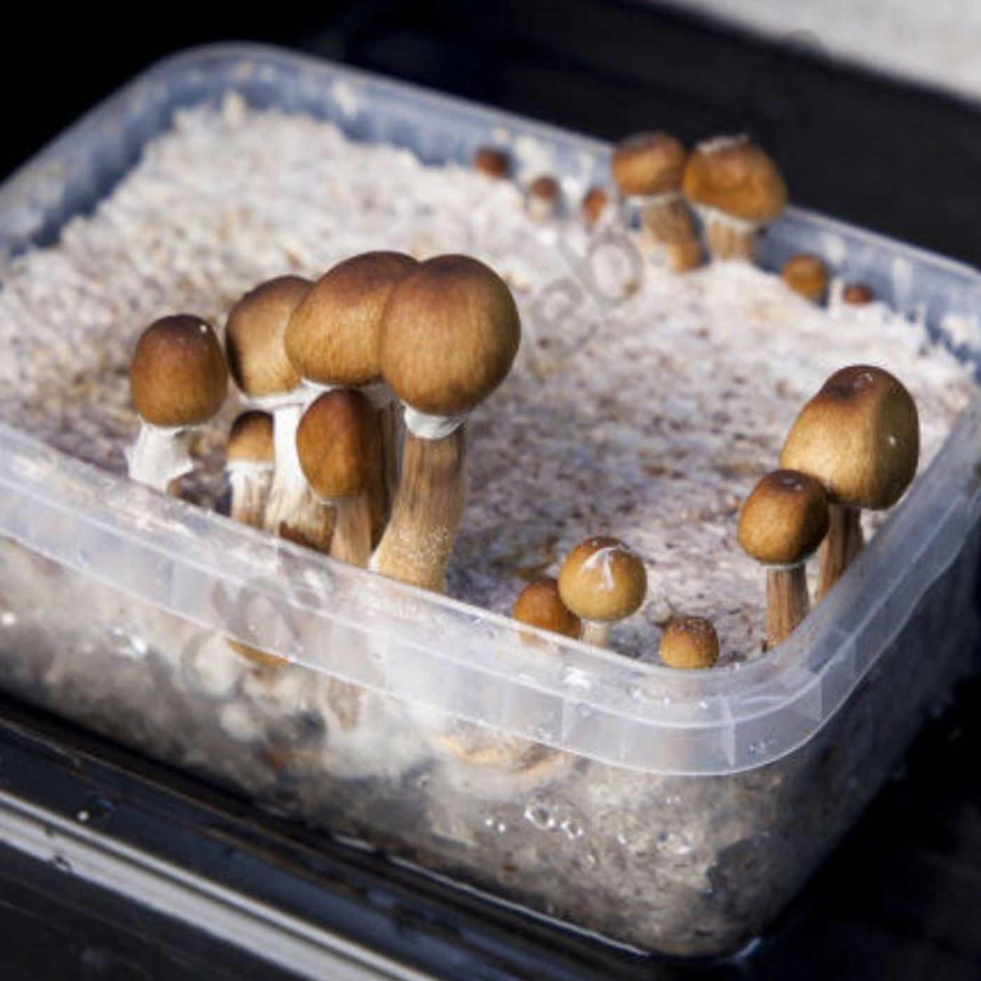 The Your Body Is Magic And So Is Growing Magic Mushrooms In Your Roommate's Closet Workout