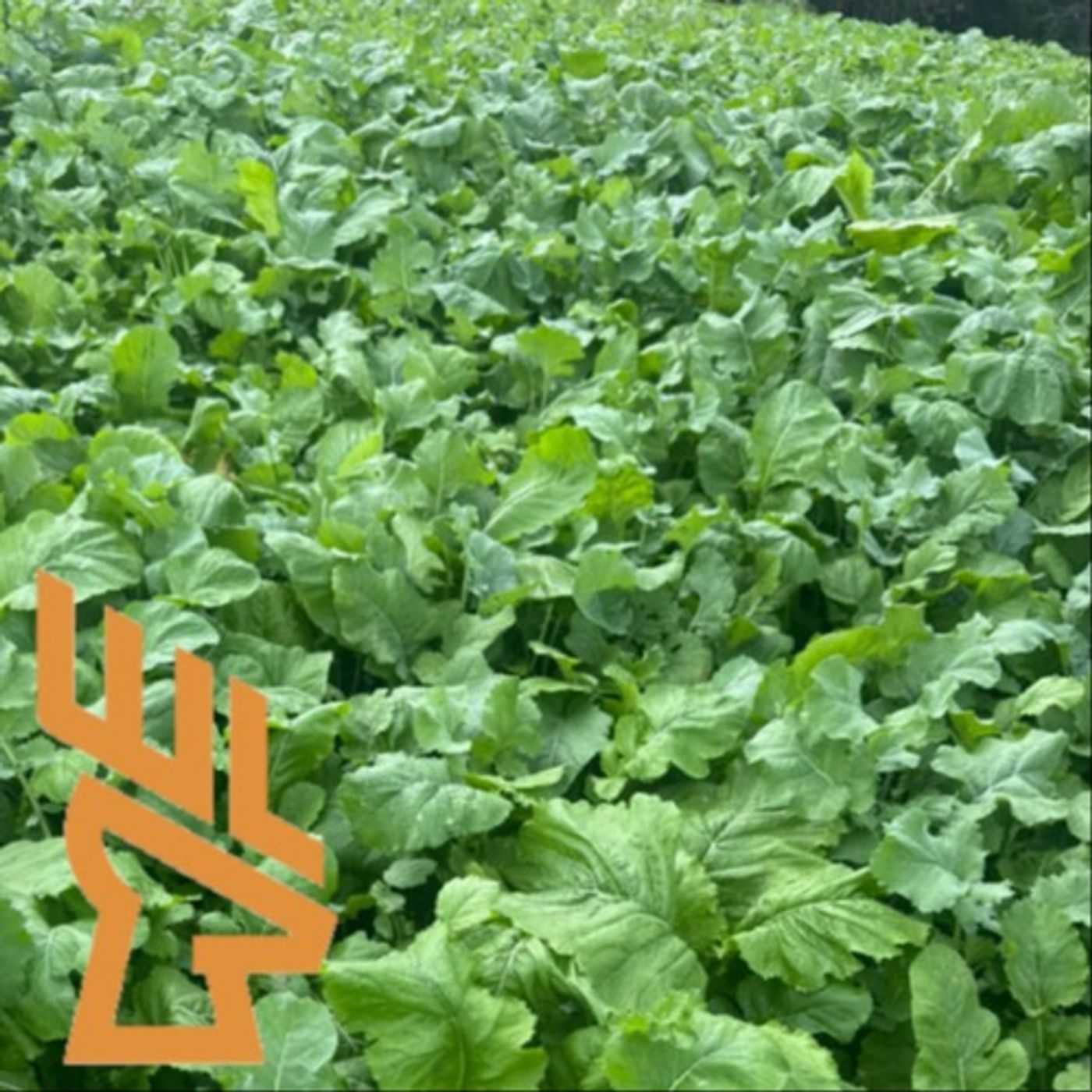EP245 Why Deer Aren’t Eating Your Brassicas: Designing a Food Plot Deer Actually Want