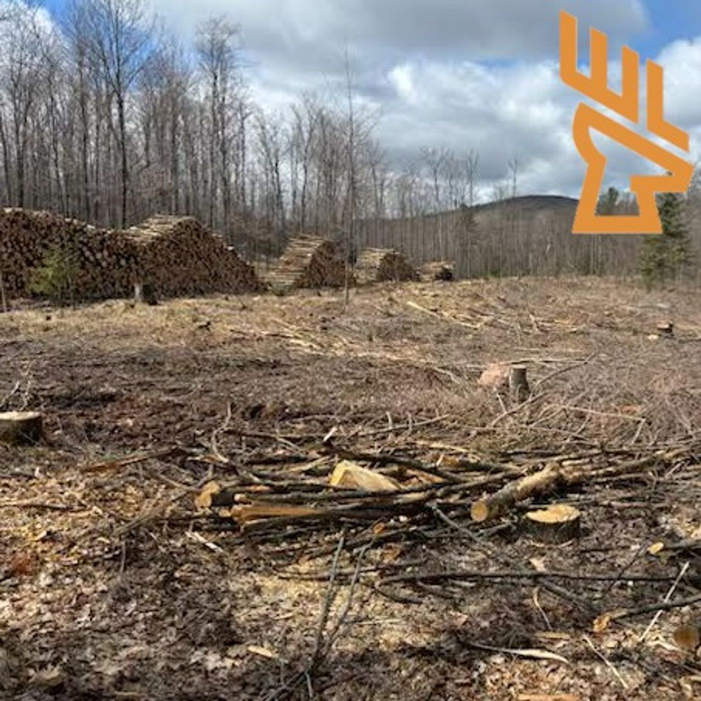 Switchgrass, Forester Selection, Mushrooms, Slash Walls, Food Forest for Deer