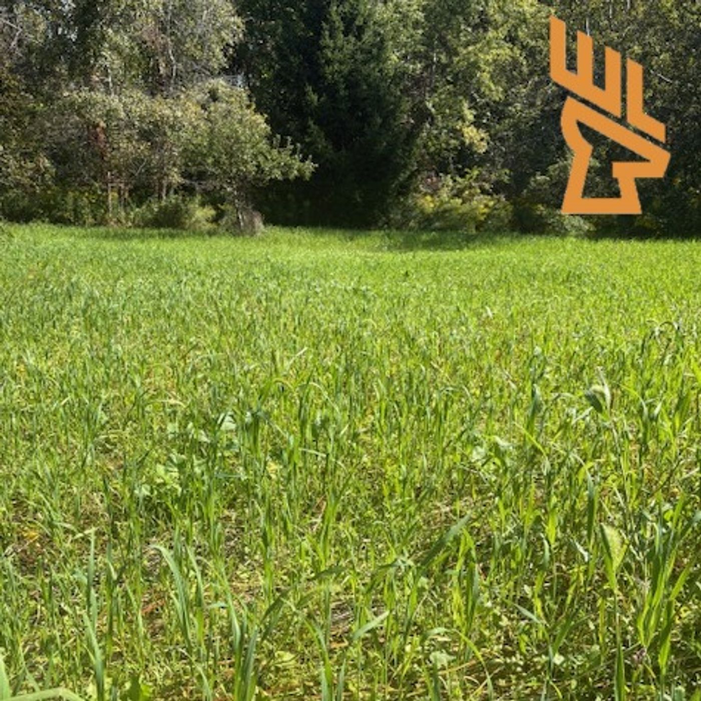 EP193 Building Nutrient Dense Food Plots Now, Germination Tactics, Drought