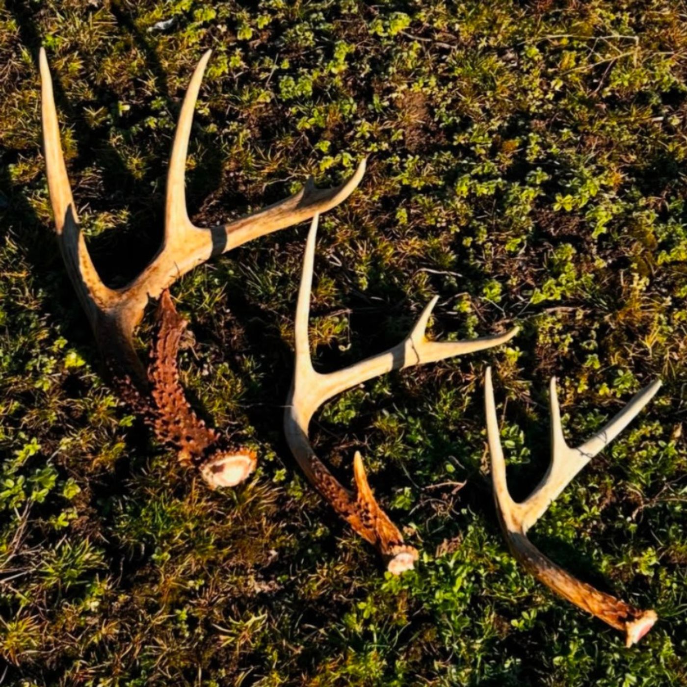 Mid-Atlantic Outdoorsmen