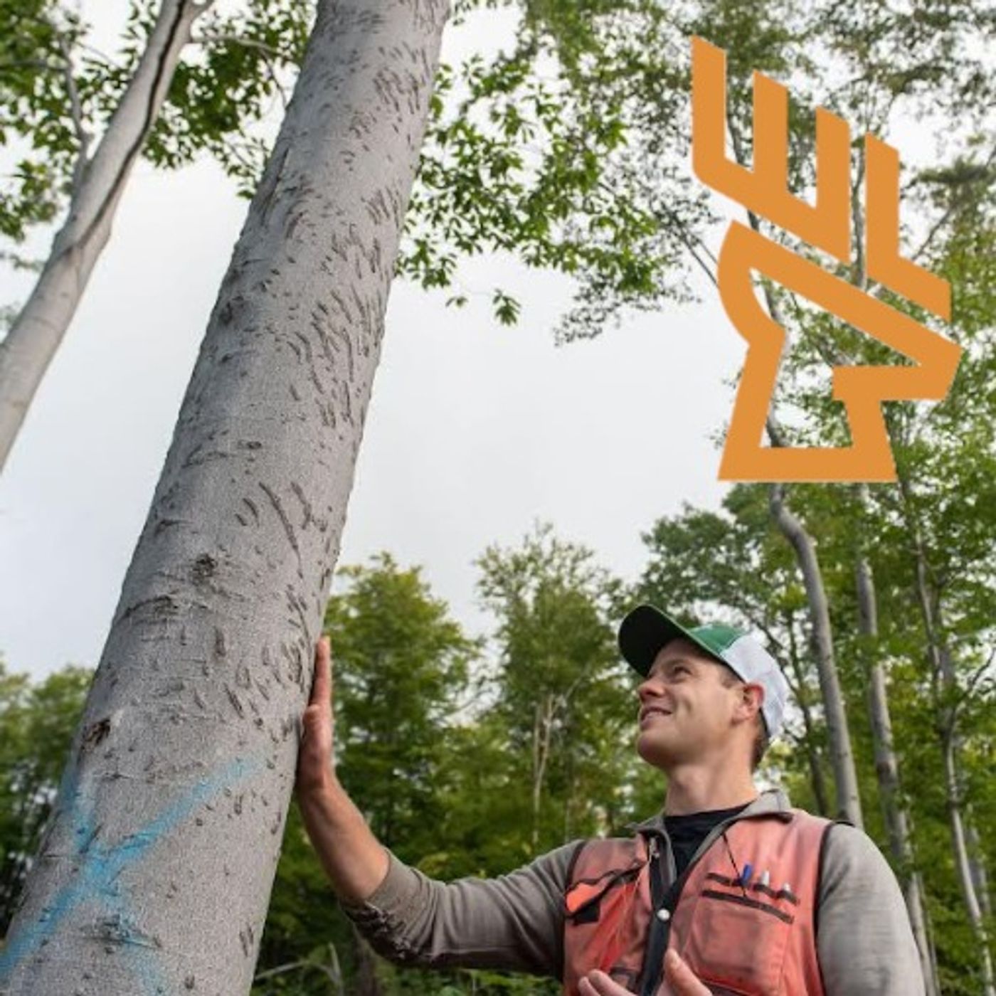 EP228 Fixing Degraded Forest, Hinge Cutting, Herbicide, Healthy Habitats episode artwork