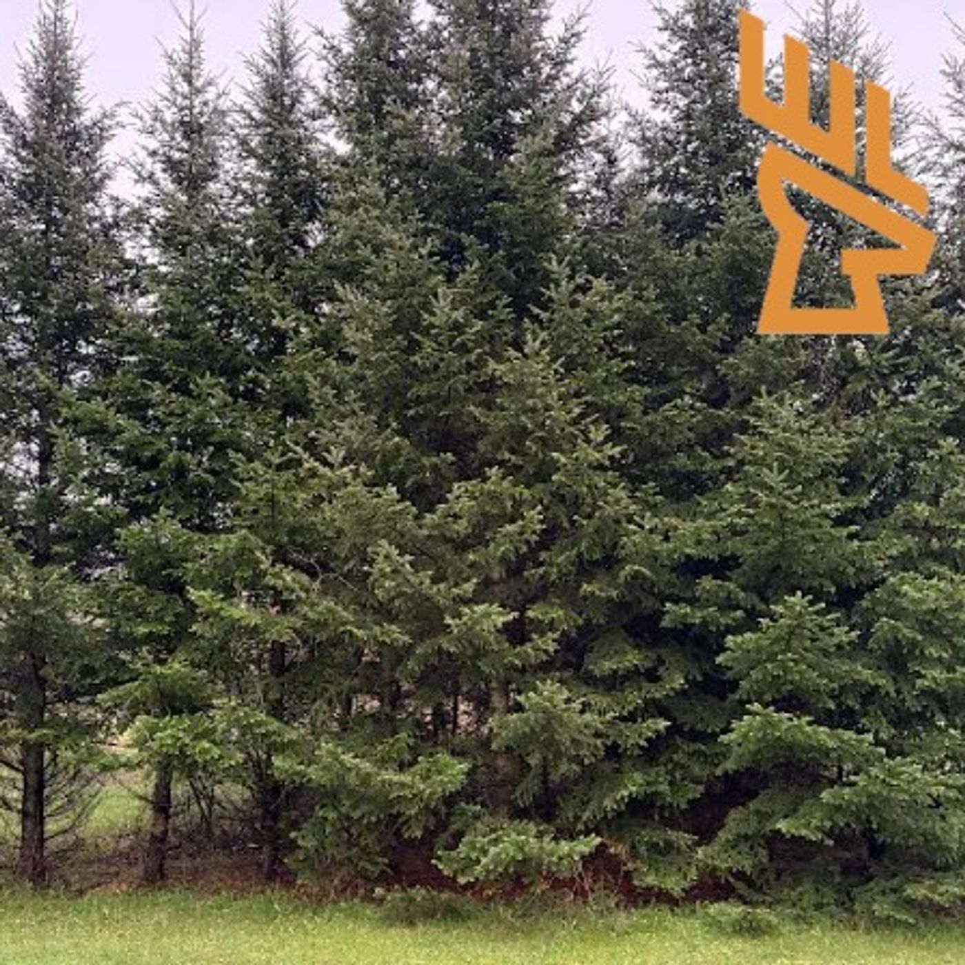 Deer Habitat Management, Tree Plantings and Protection, Conifers Part 1