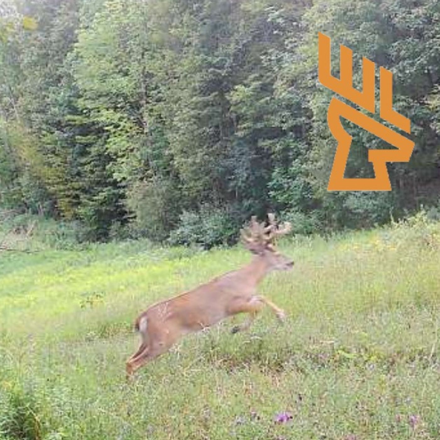 EP192 Design Flow, Layered Bedding, Trail Cameras for Big Bucks