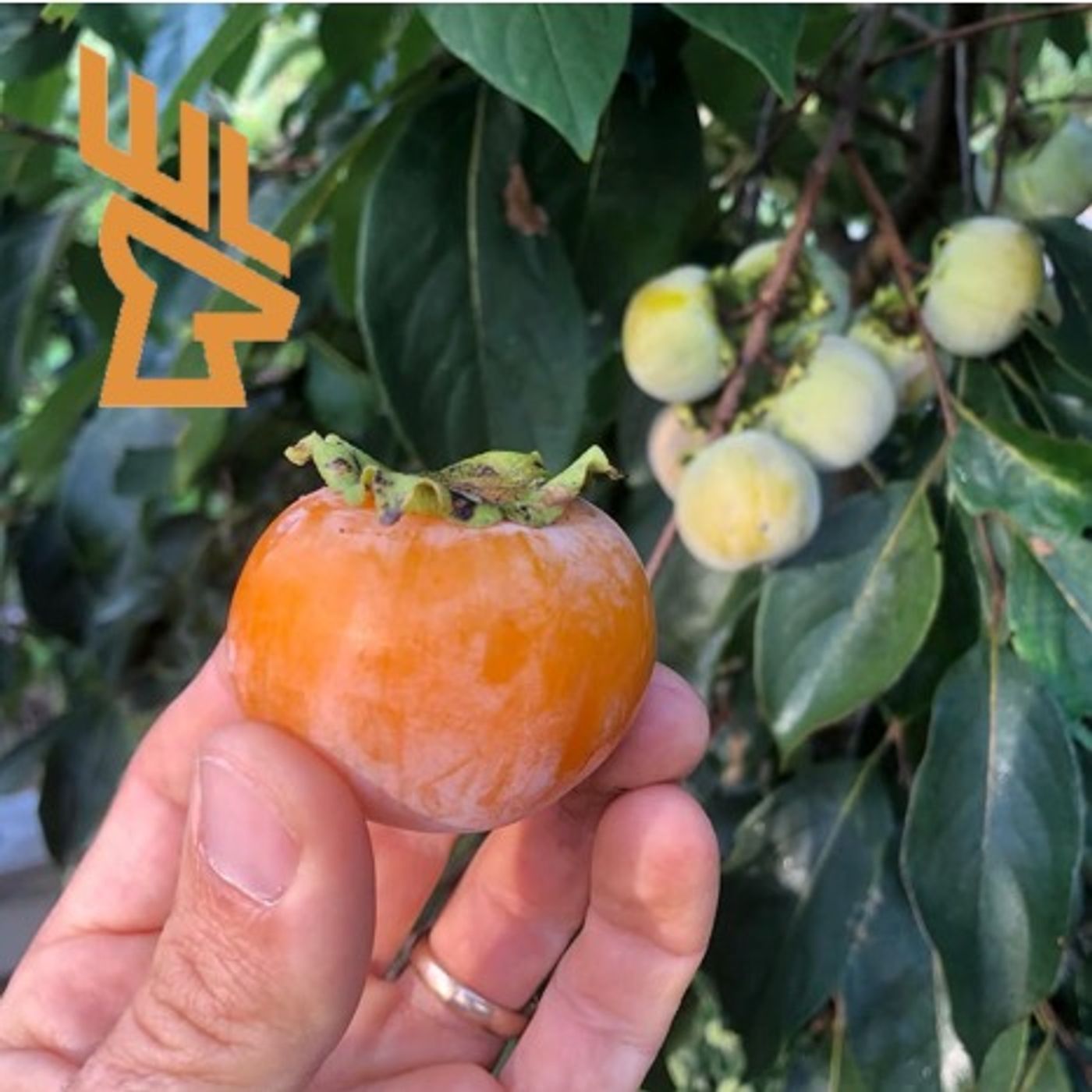 Play EP232 No Fertilizer, No Deer Fence, Faster Fruit Trees, Farming Secrets