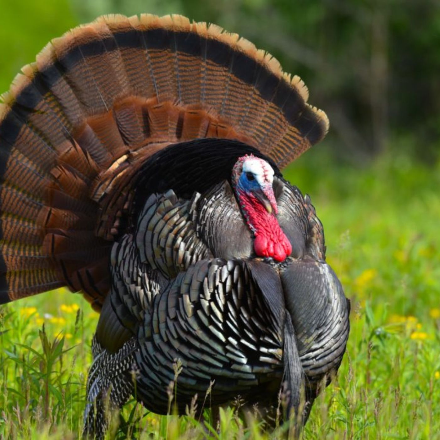 We Do This Too - Gobble Talk with Kenton Bottoms and Dalton Parr We Do This Too - Gobble Talk with Kenton Bottoms and Dalton Parr