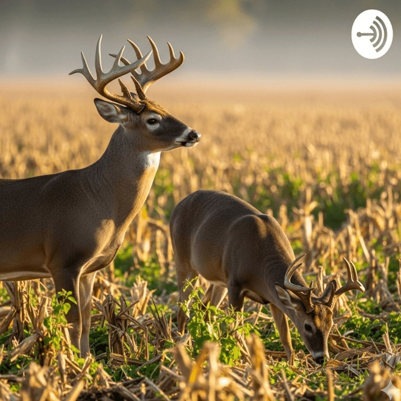 Impact of Seasonal Changes On Deer Movement