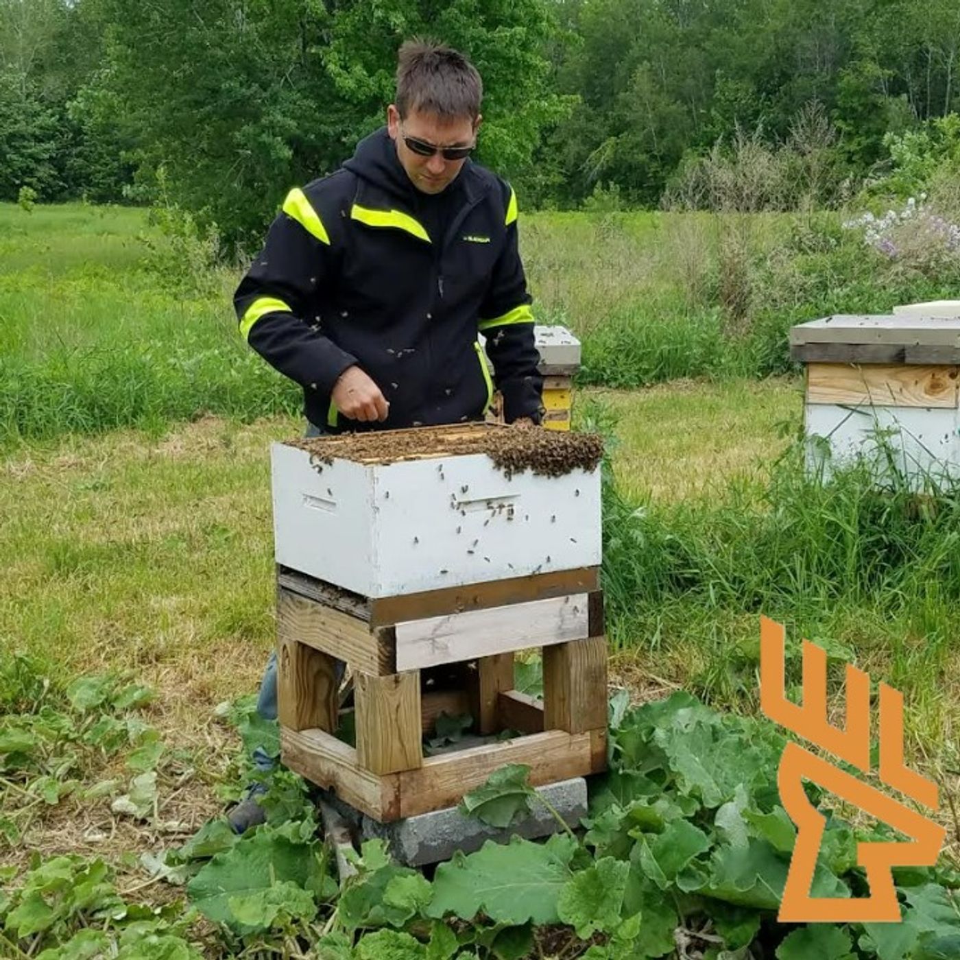 Ep 179 Introducing Bees To Your Hunting Property, Food Plots, Pollinators