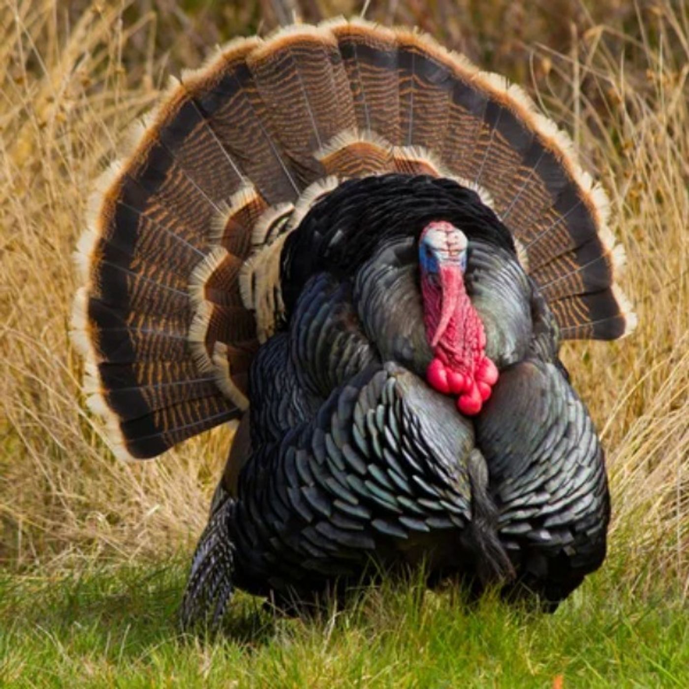 We Do This Too - The Rundown of the 2026 NWTF Convention