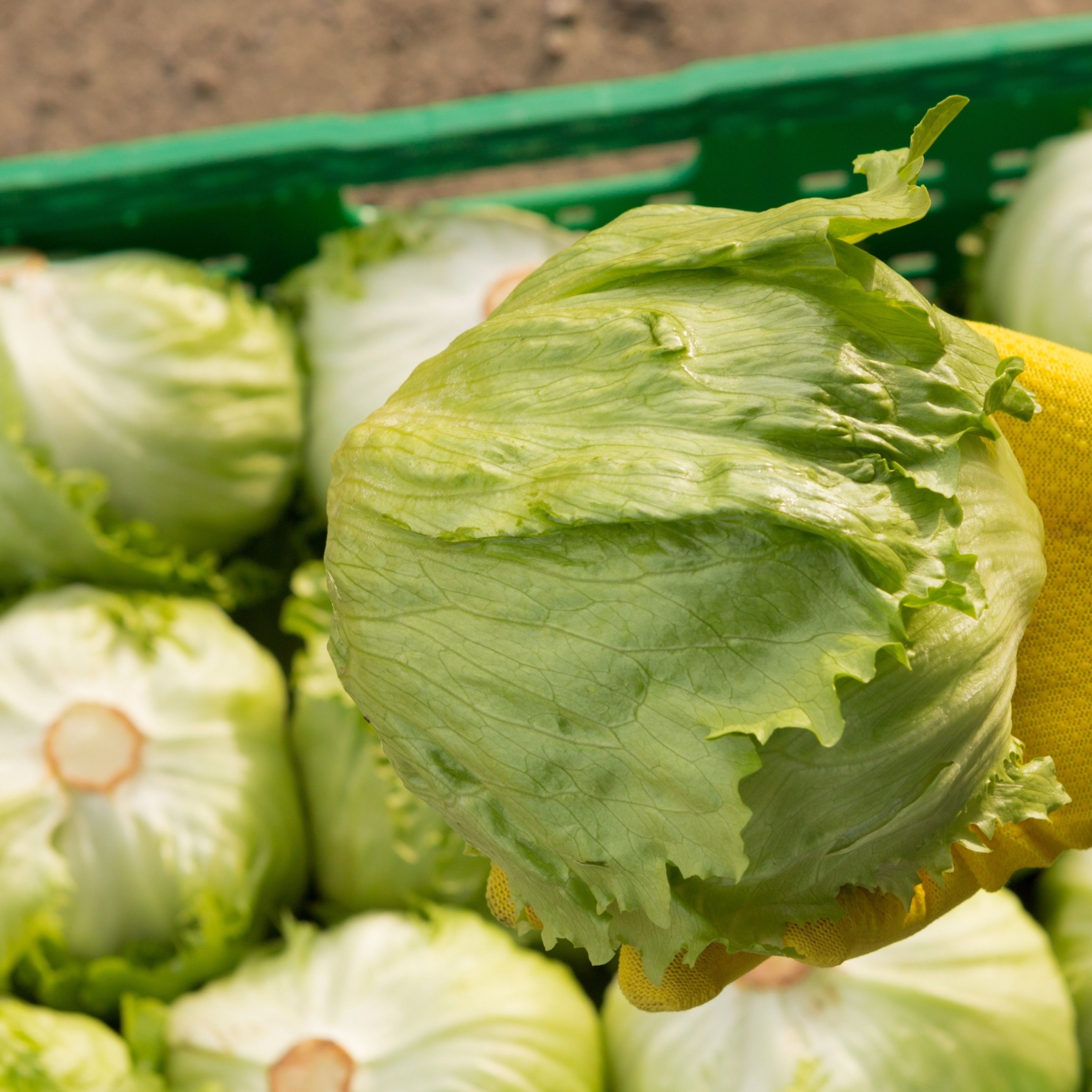 Hold the lettuce: Updates on the 'explosive' cyclospora outbreak