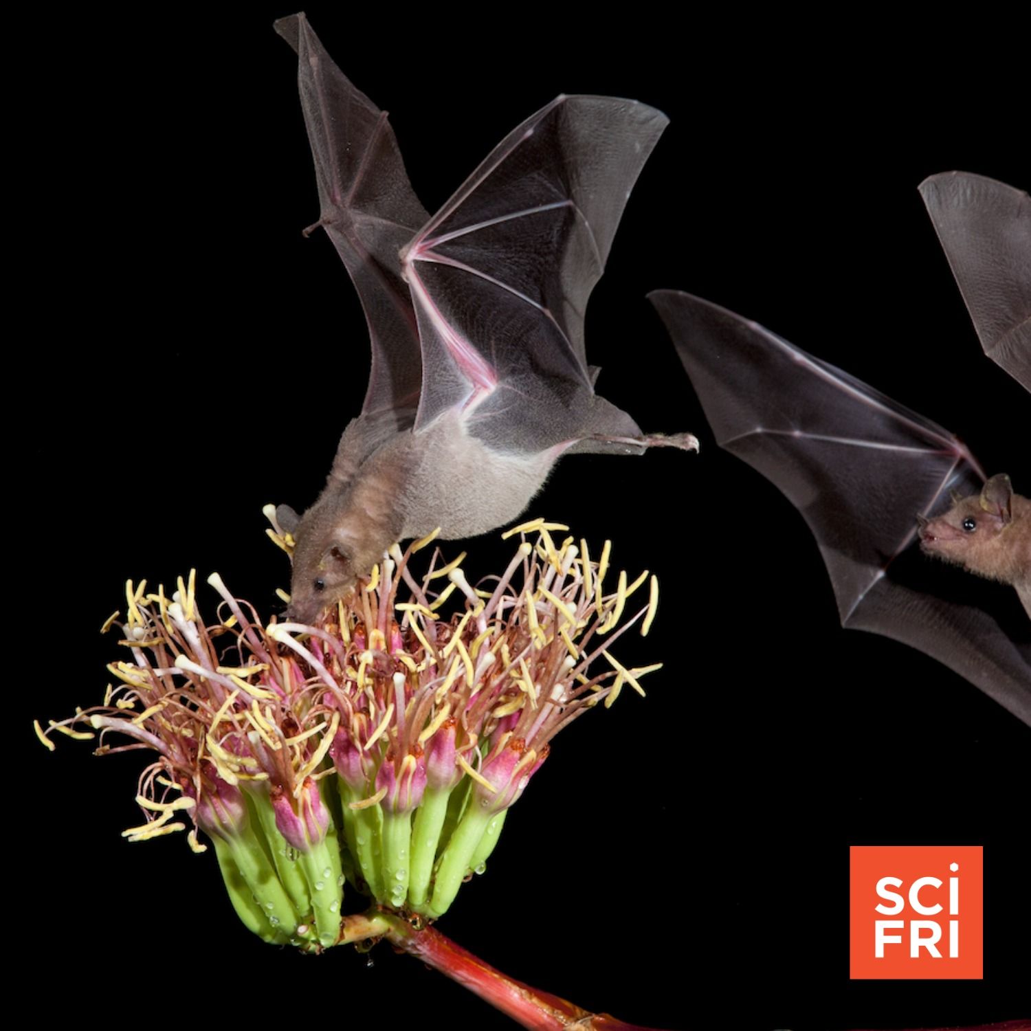 A Toast To Bats That Pollinate Agave, And Tracking Monarchs A Toast To Bats That Pollinate Agave, And Tracking Monarchs