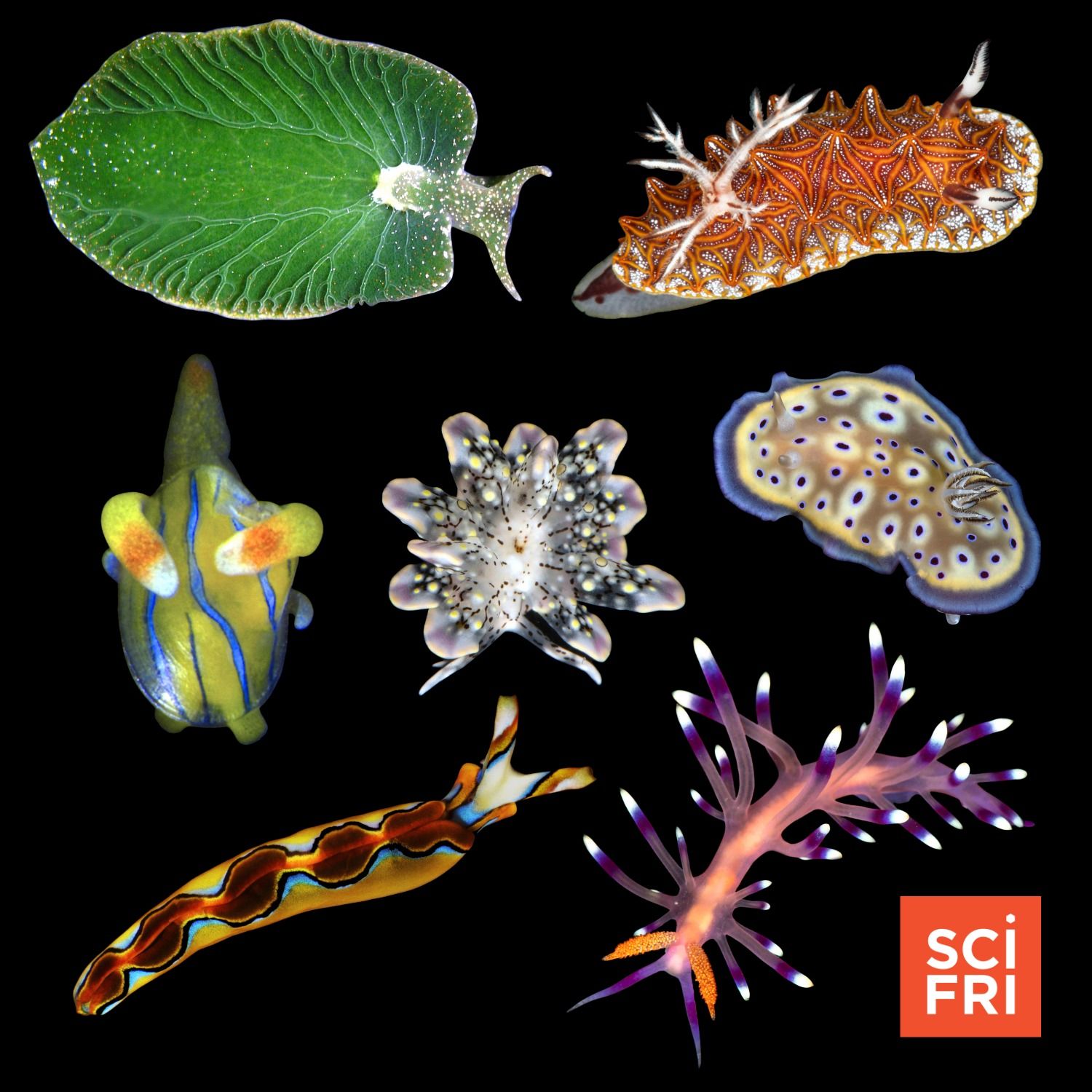 Don’t Let Their Name Fool You—Sea Slugs Are Awesome Don’t Let Their Name Fool You—Sea Slugs Are Awesome