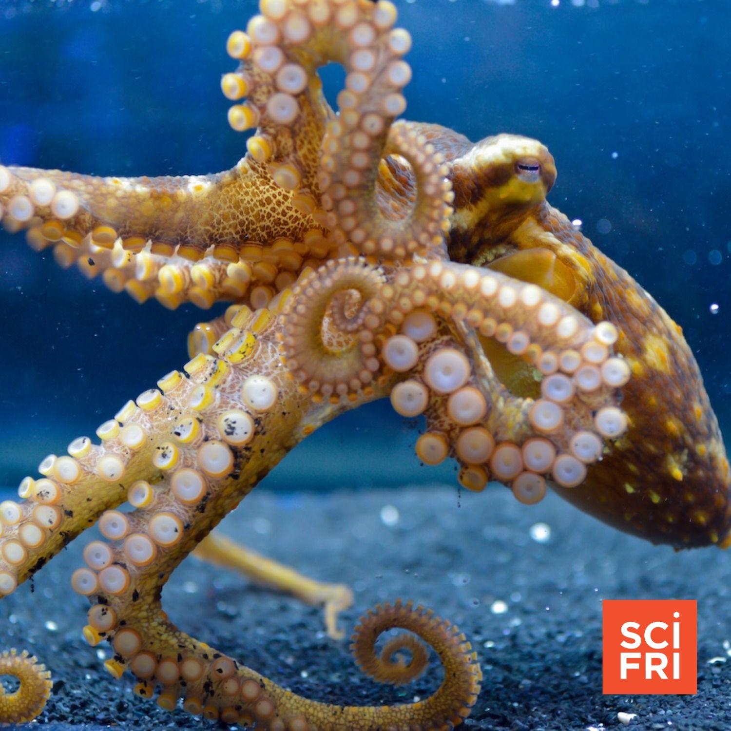 Octopuses Use Suckers To ‘Taste’ Harmful Microbes