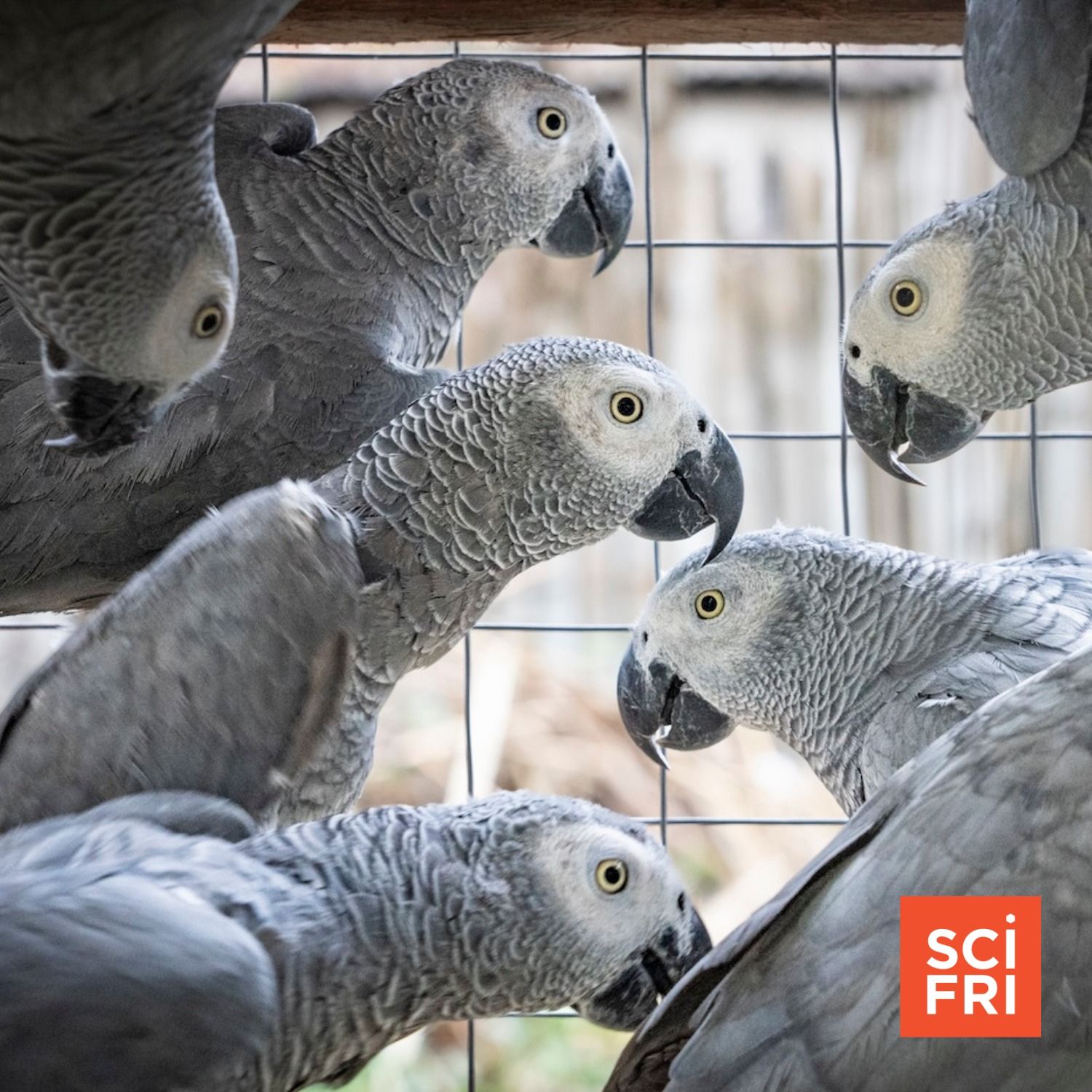 African Grey Parrots Are Popular—And It’s Fueling Illegal Trade