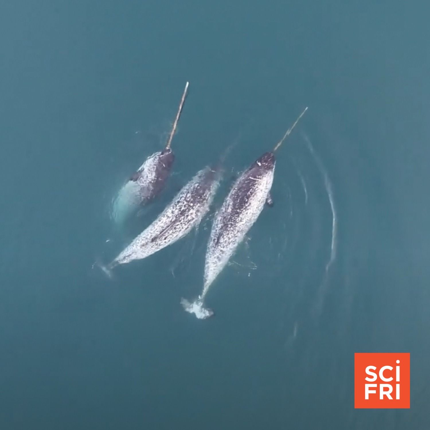 Footage Shows How Narwhals Use Tusks To Hunt And Play