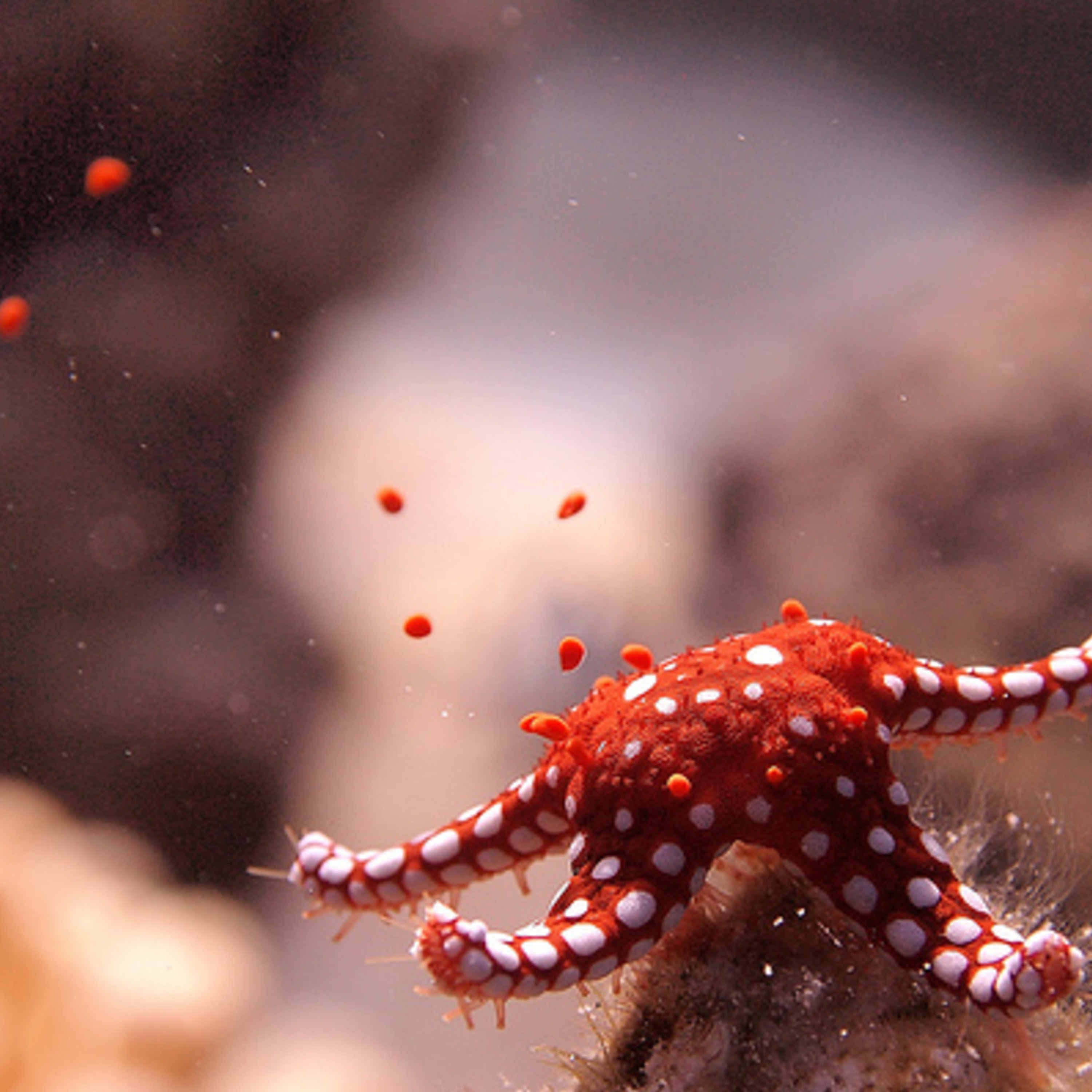 Ocean Science Radio