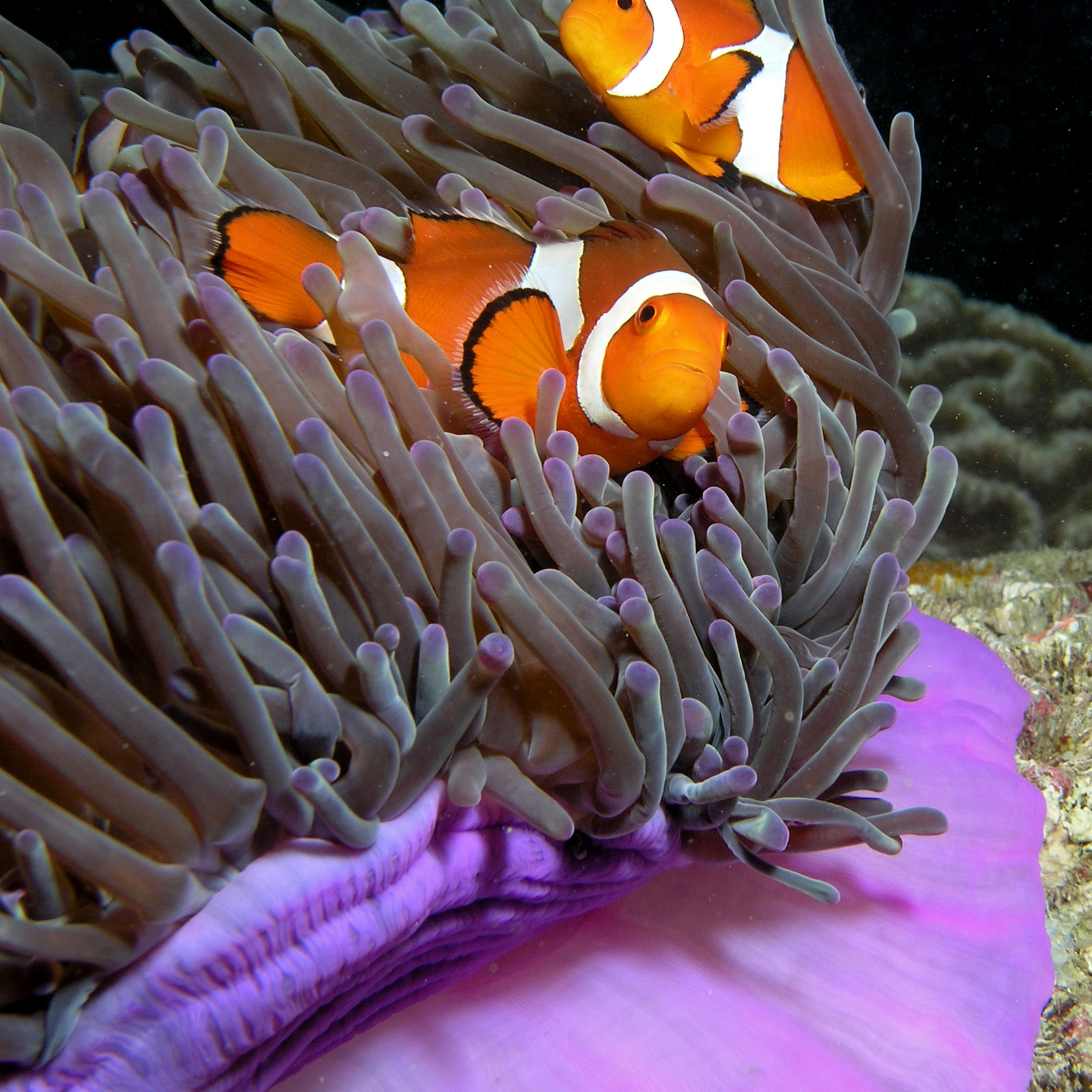 Ocean Science Radio