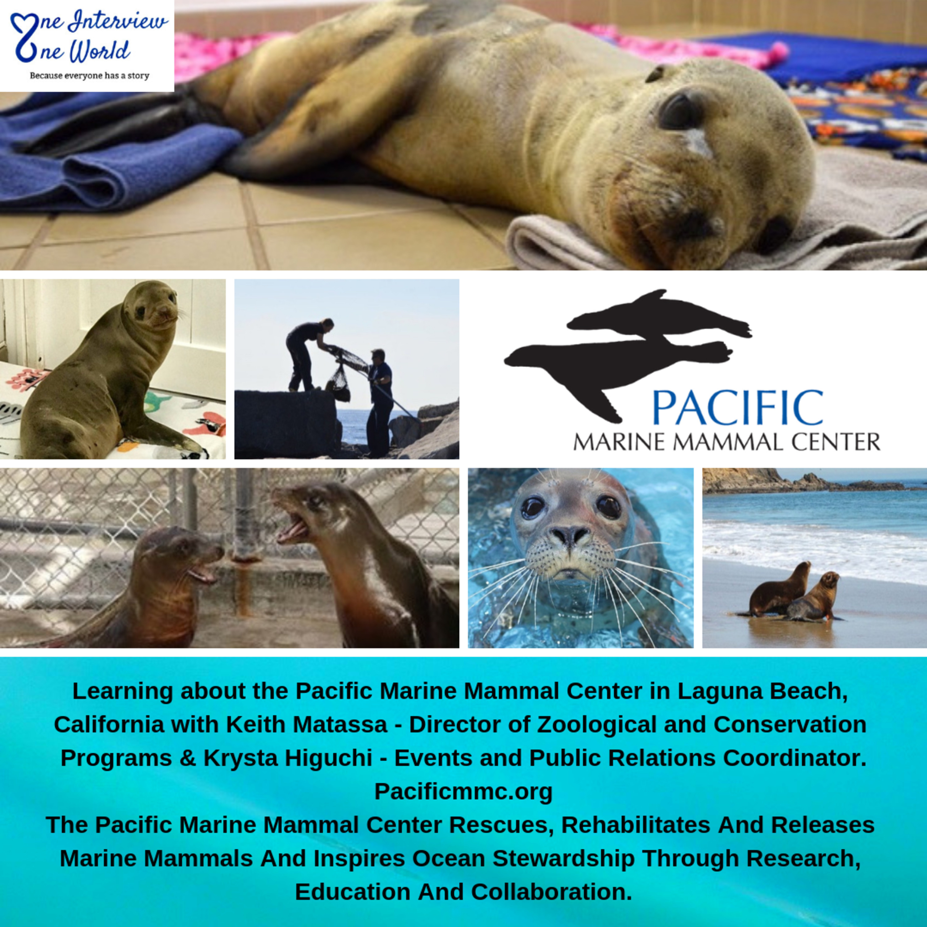 Learning about the Pacific Marine Mammal Center in Laguna Beach, CA.  PMMC rescues & rehabs marine mammals.