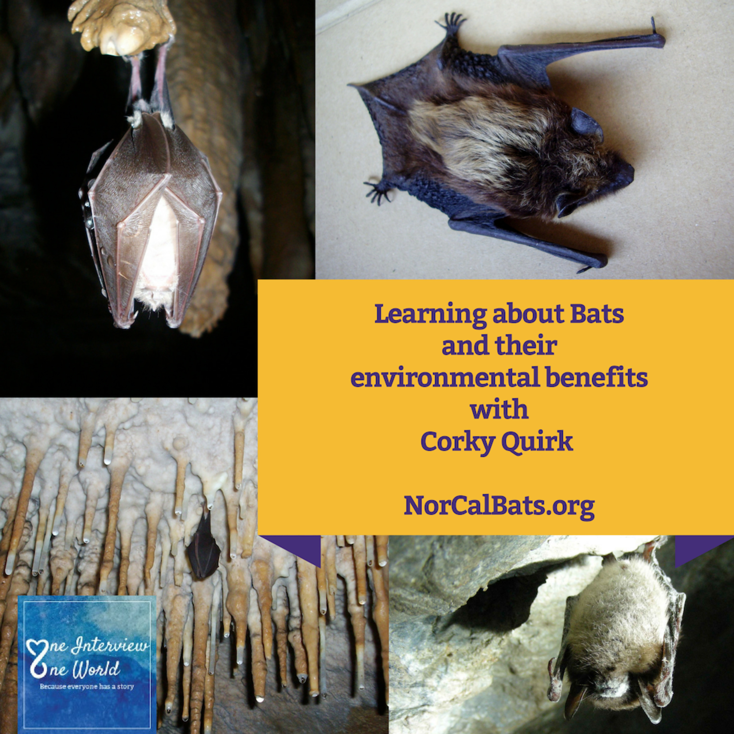 Bats and their environmental benefits, with Corky Quirk of NorCalBats.org