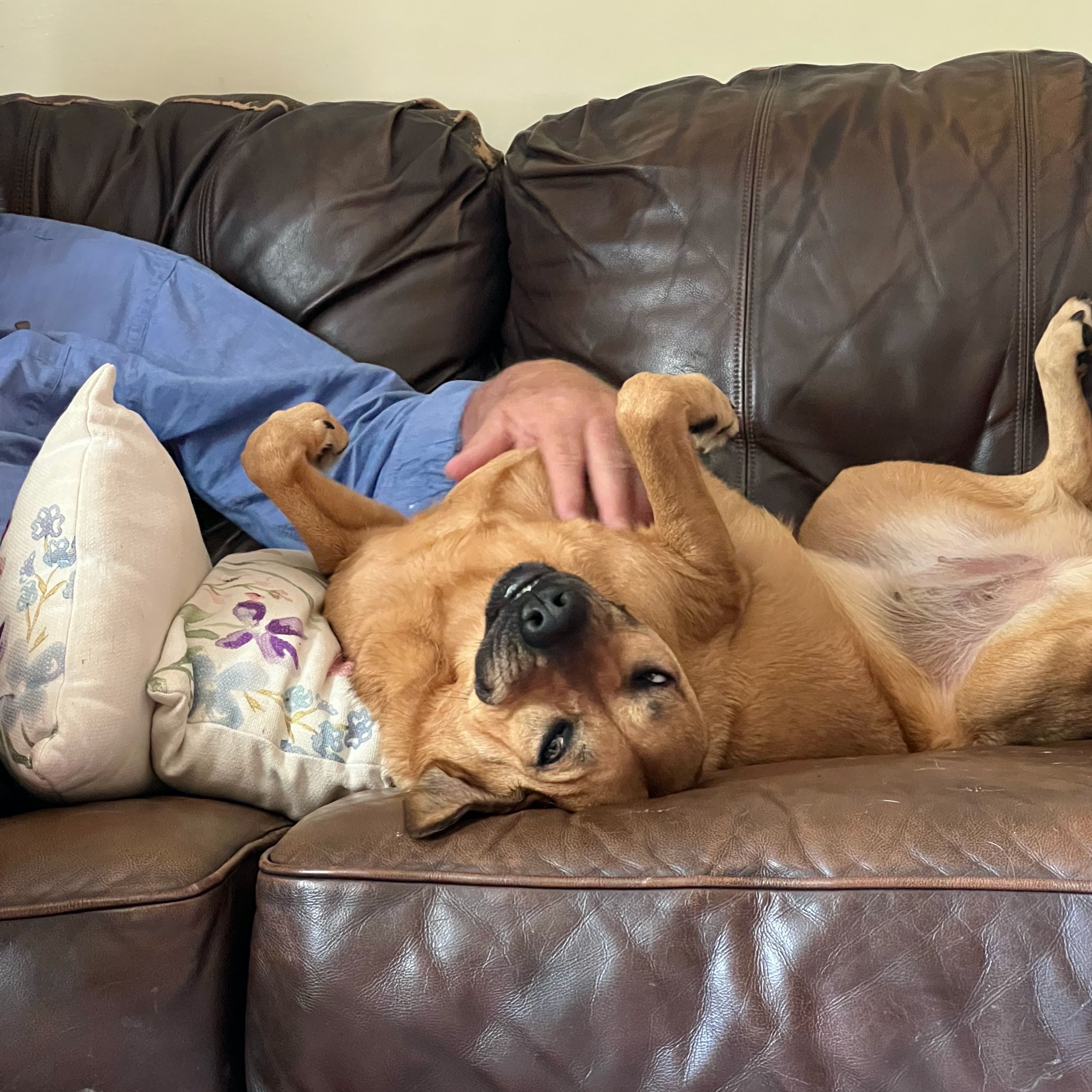 WilloWisdoM — Animal Companion Communication