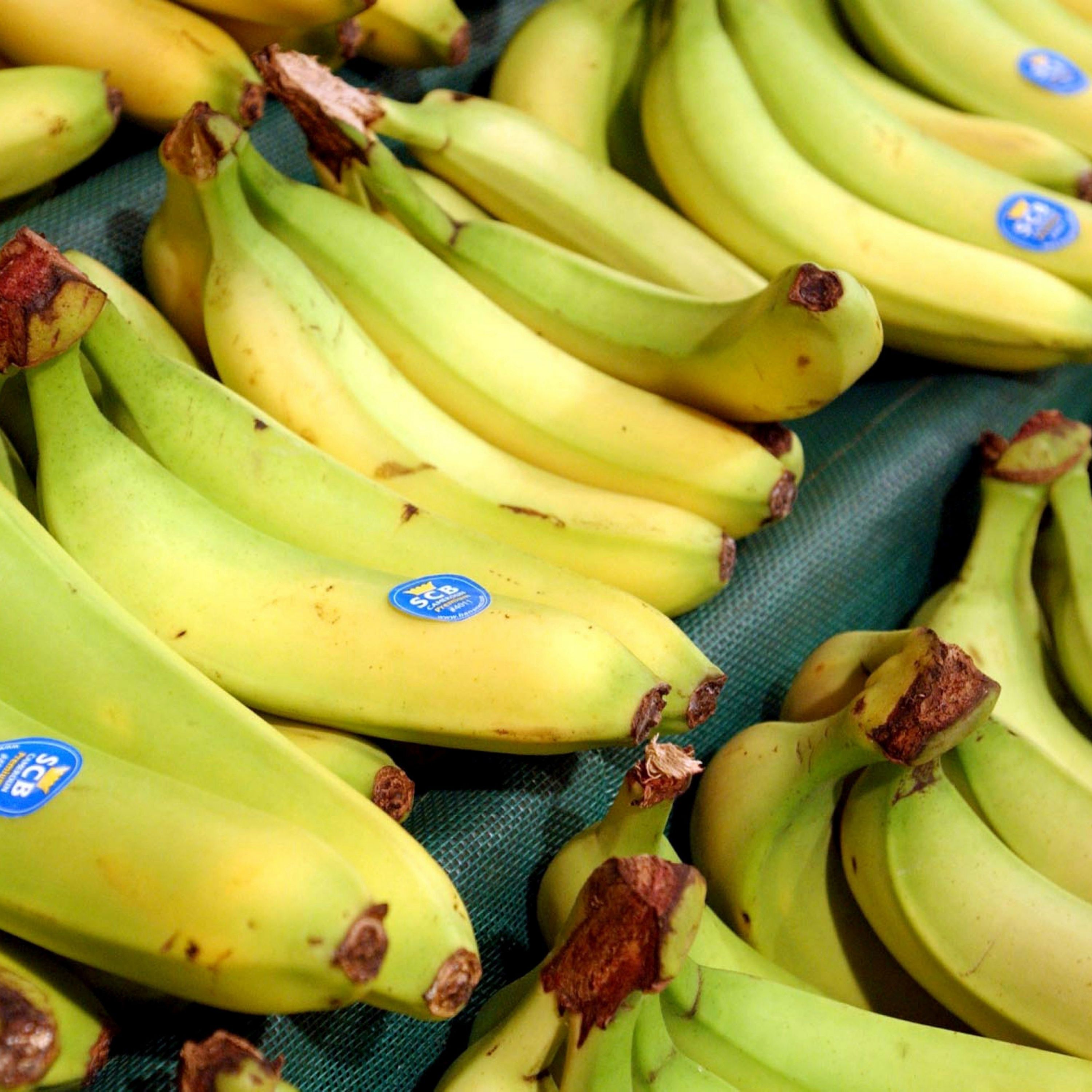 If Tariffs Are So Great, Why Are There So Many Exemptions? If Tariffs Are So Great, Why Are There So Many Exemptions?