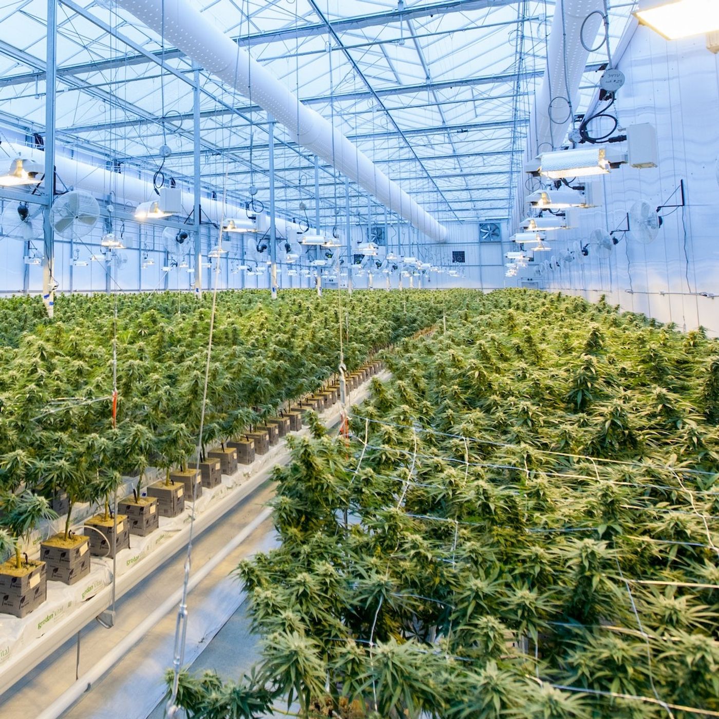Have We Legalized Weed Too Soon?
