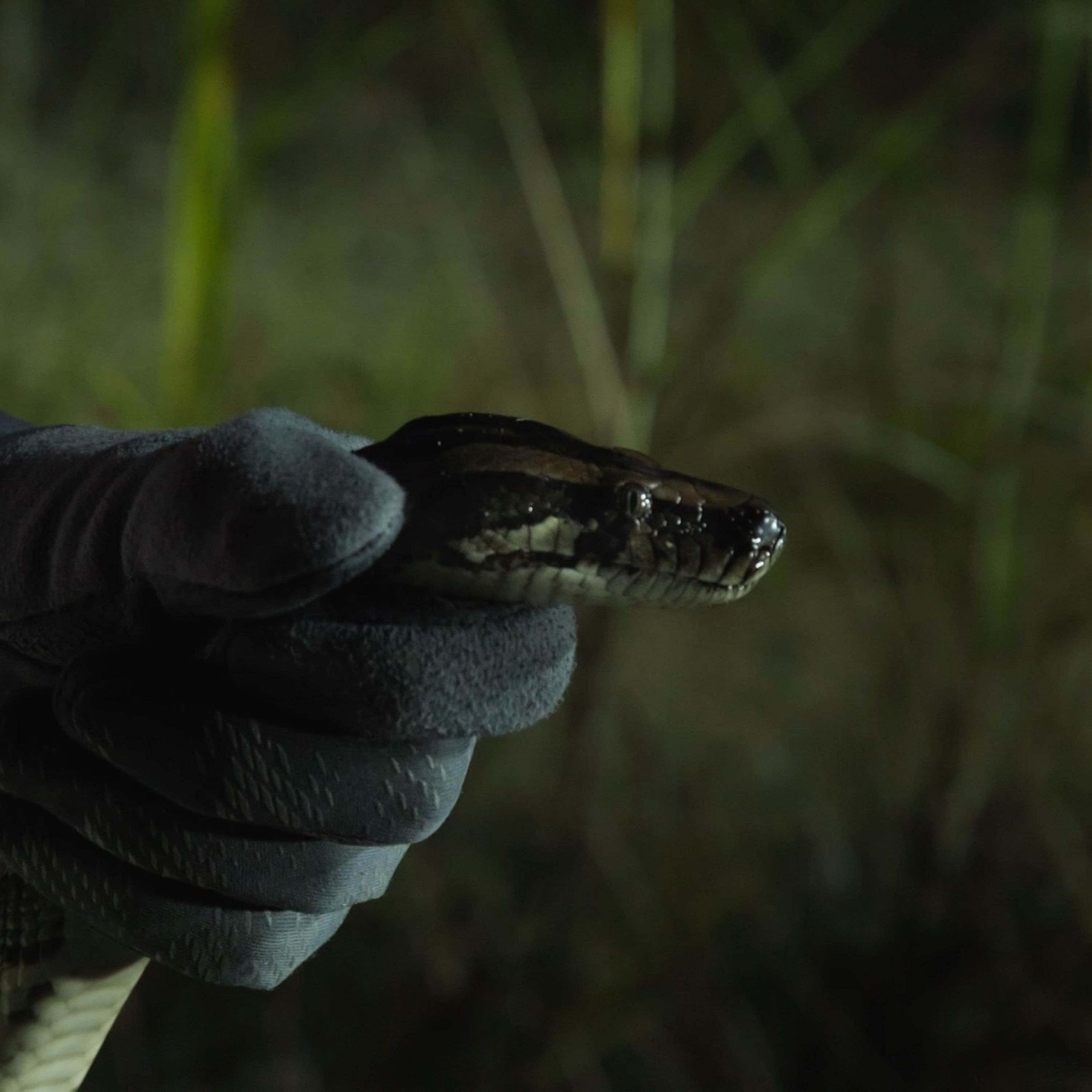 cover of episode 'River of Grass' explores the Everglades