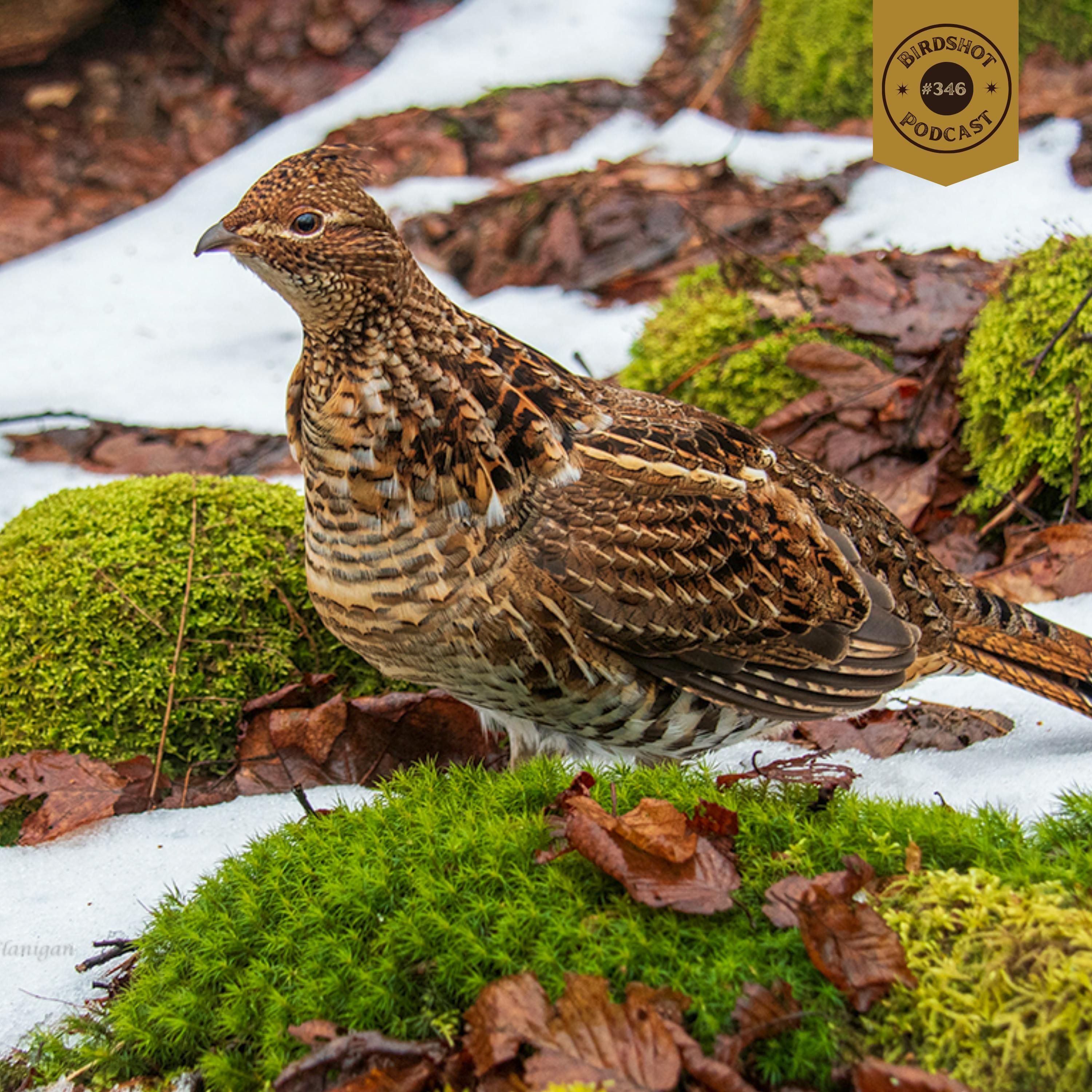 #346 | Lessons from an 80-Year-Old Grouse Hunter with Tim Flanigan episode artwork