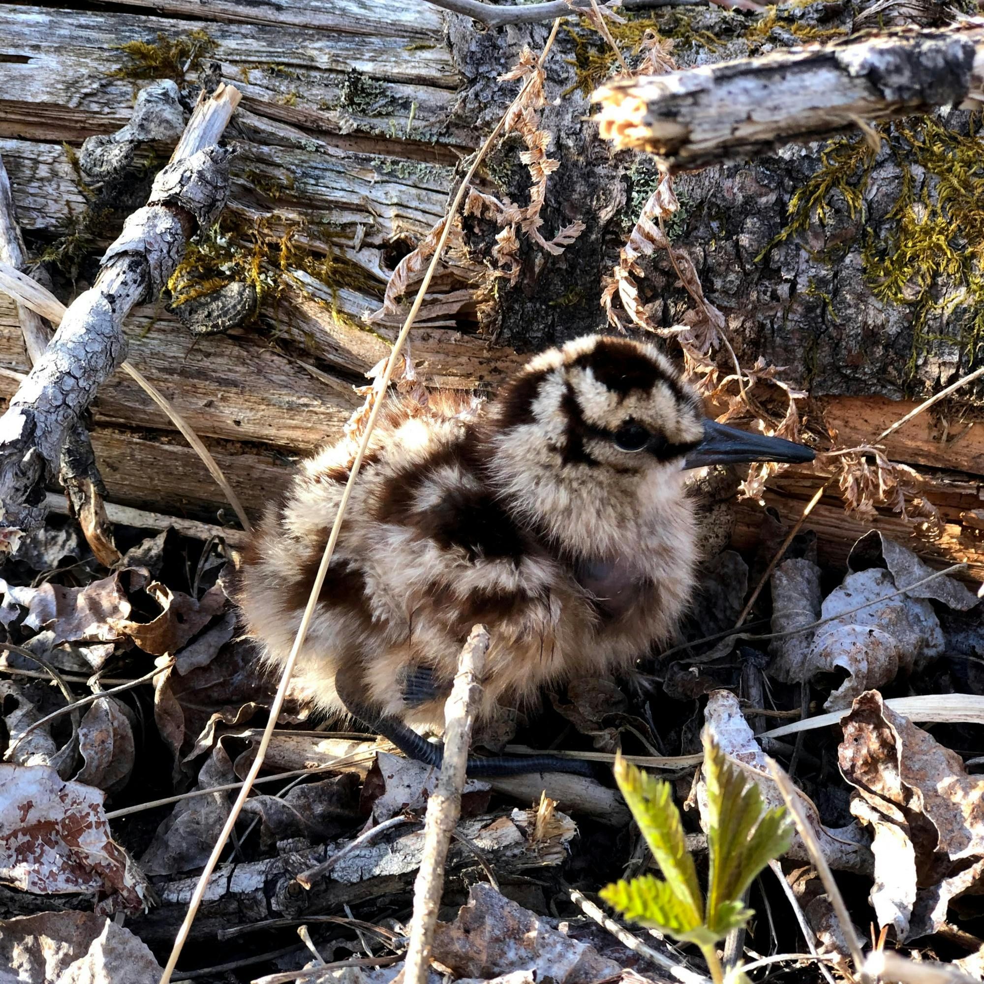 #265 | The Art and Science of Woodcock Banding: A Deep Dive into Techniques, Challenges, and Upcoming Workshops episode artwork