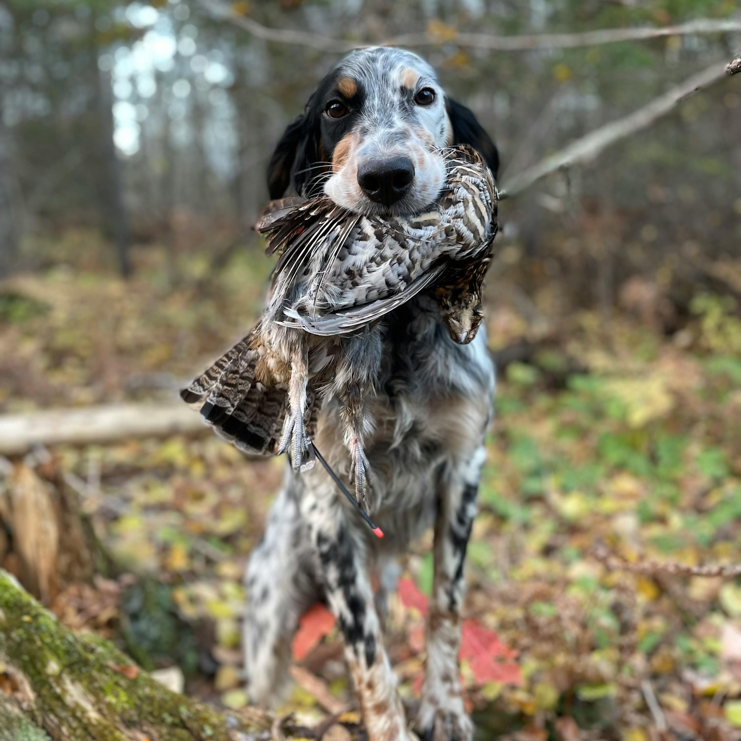 #284 | Introducing the Minnesota Bird Hunter Diary episode artwork