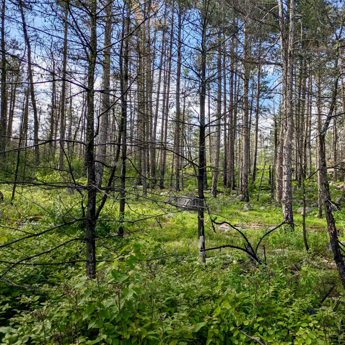 #320 | Fire in the Forest with Jared Elm of the Ruffed Grouse Society episode artwork