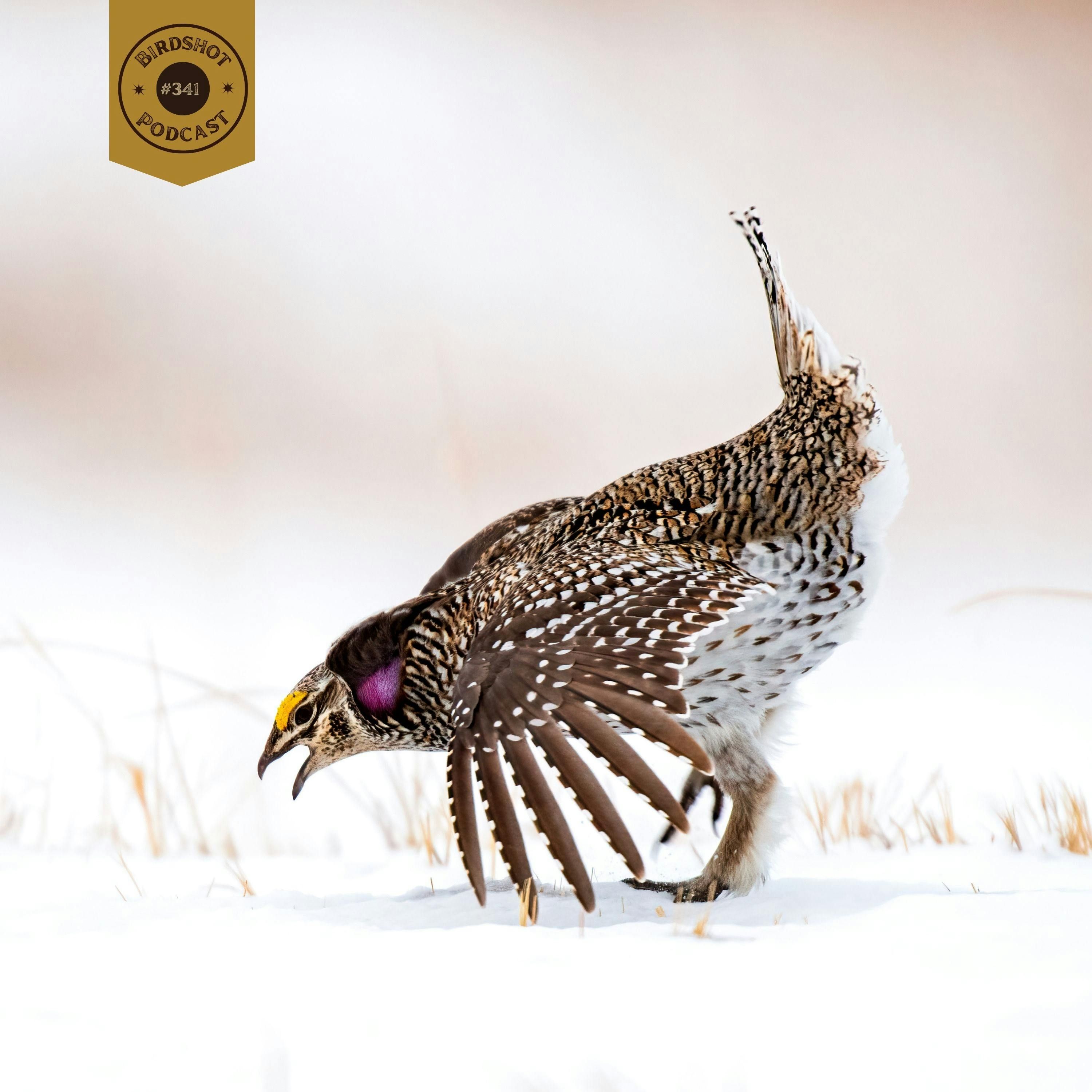 #341 | The Prairie Partnership: Ranchers, Wildlife, and the Grasslands We Stand to Lose episode artwork