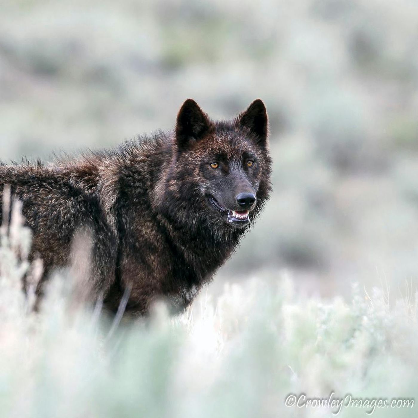 REPLAY | “I Had a Wolf Encounter with My Bird Dog” episode artwork