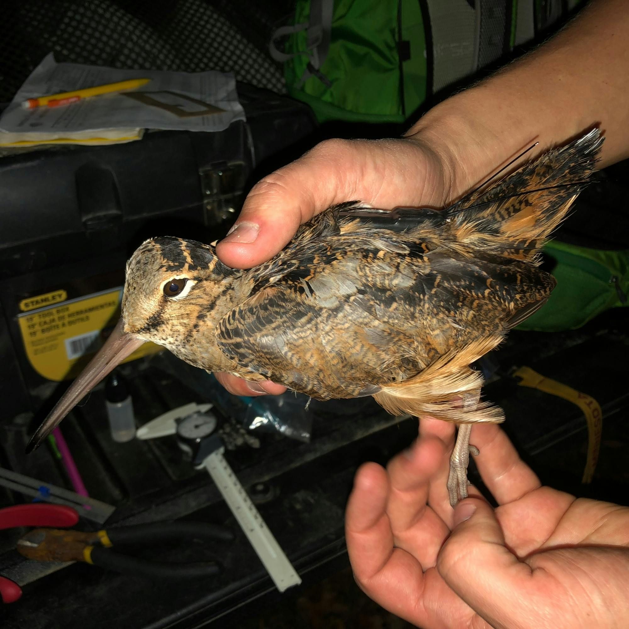 #264 | Birds on the Move: How GPS Technology Illuminates Woodcock Migration episode artwork