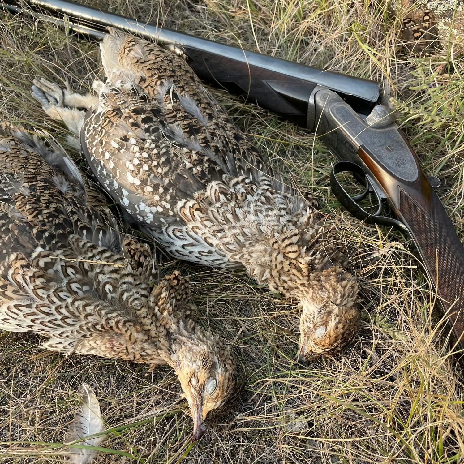 #256 | Vintage Doubles and Side by Side Shotguns with Doug Stewart episode artwork
