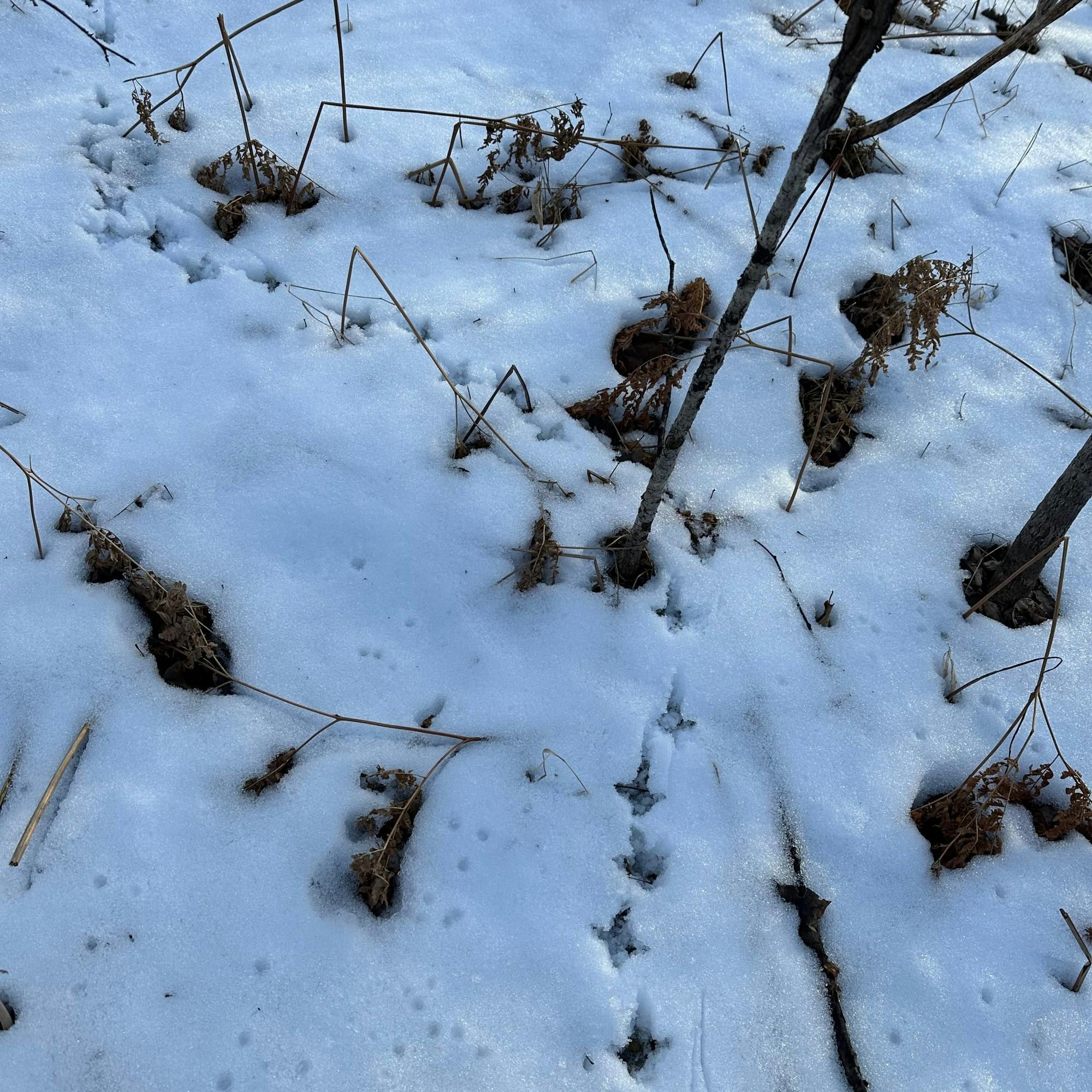 #255 | Winter Reading and the Birdshot Podcast Inbox with Nick Larson episode artwork