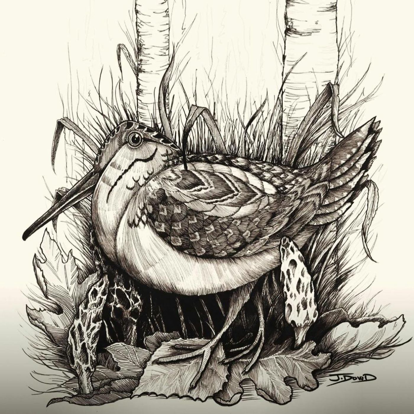 #263 | 10 Years of the American Woodcock Society episode artwork
