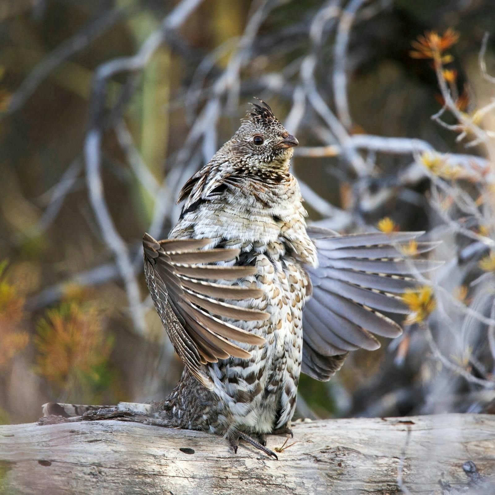#279 | Ruffed Grouse Drumming Survey Results with Charlotte Roy episode artwork