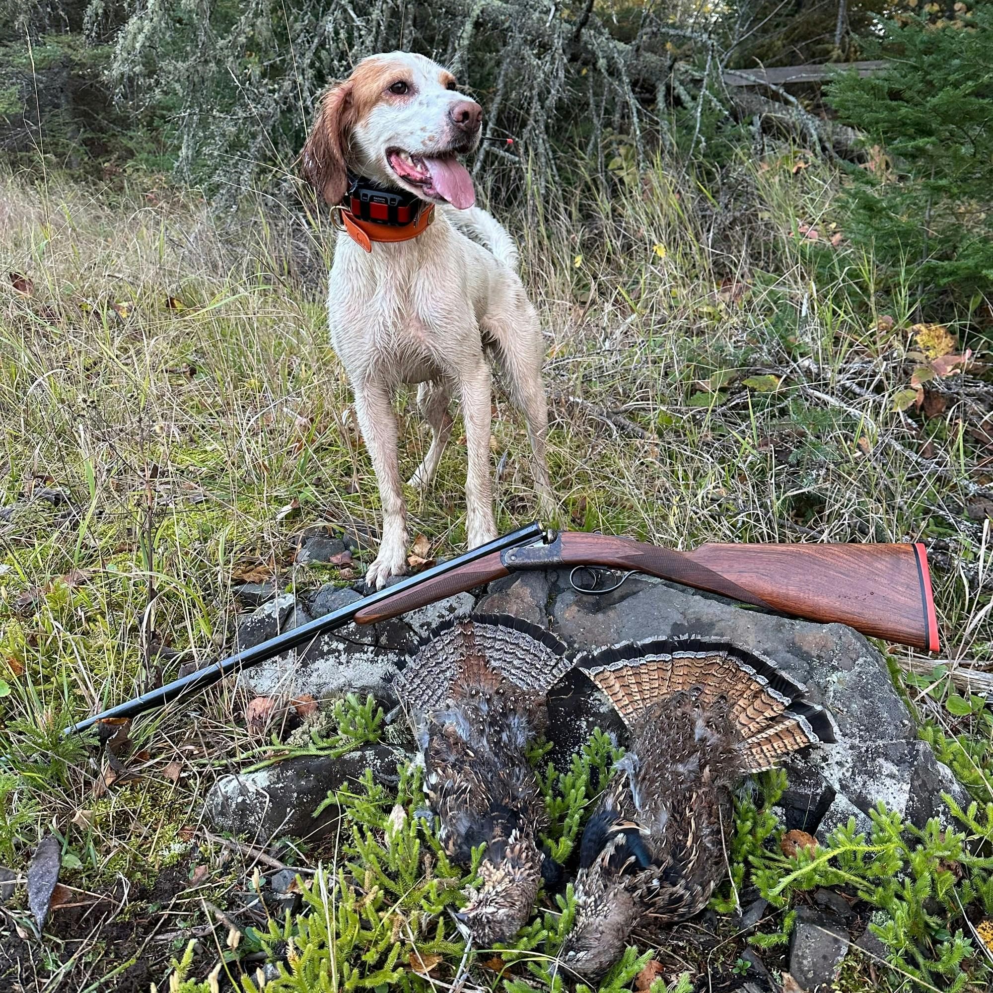 #248 | Grouse Tracking Bird Dogs from Patreon Bonus Episode episode artwork