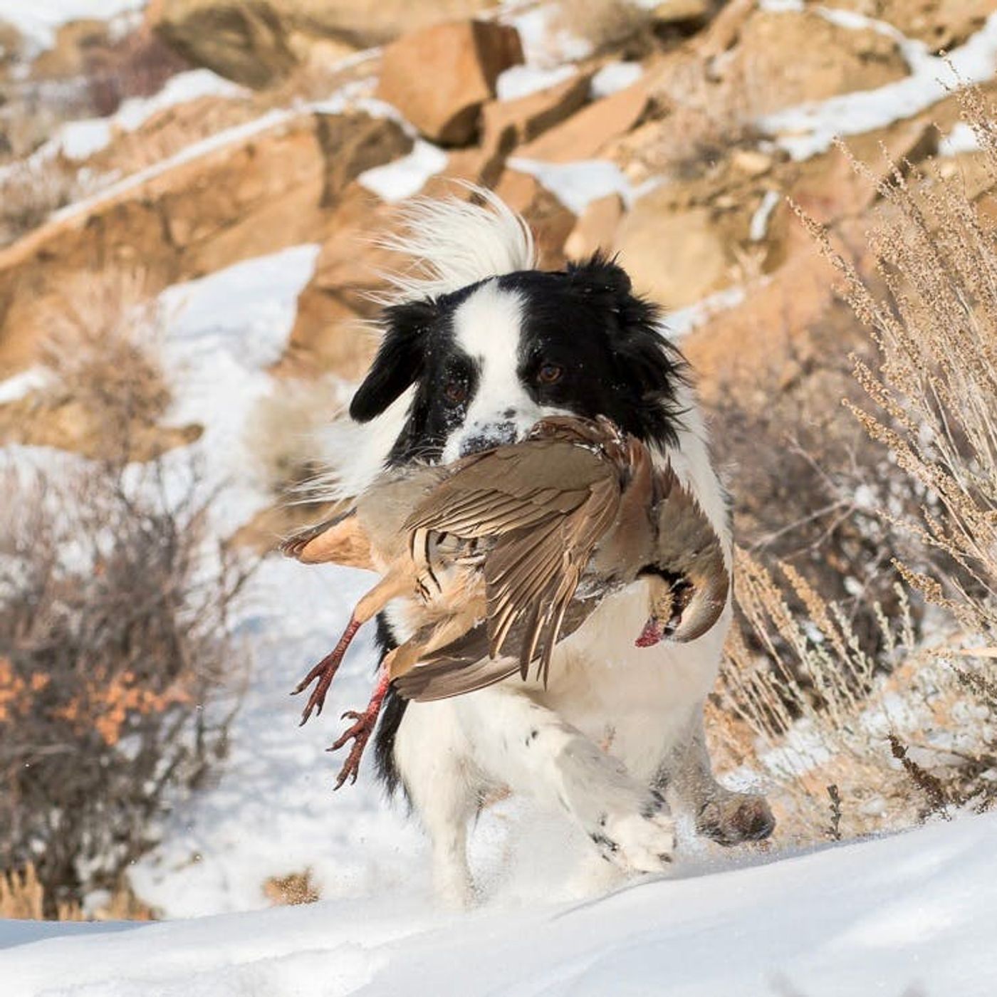 #307 | Chasing Dreams and Chukar with Garhart Stephenson episode artwork