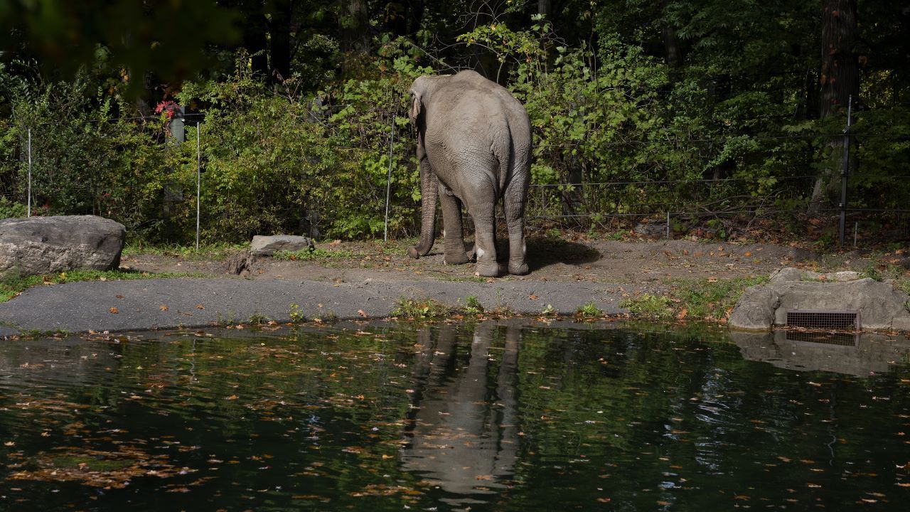 What's Next for the Last Elephant in New York City?