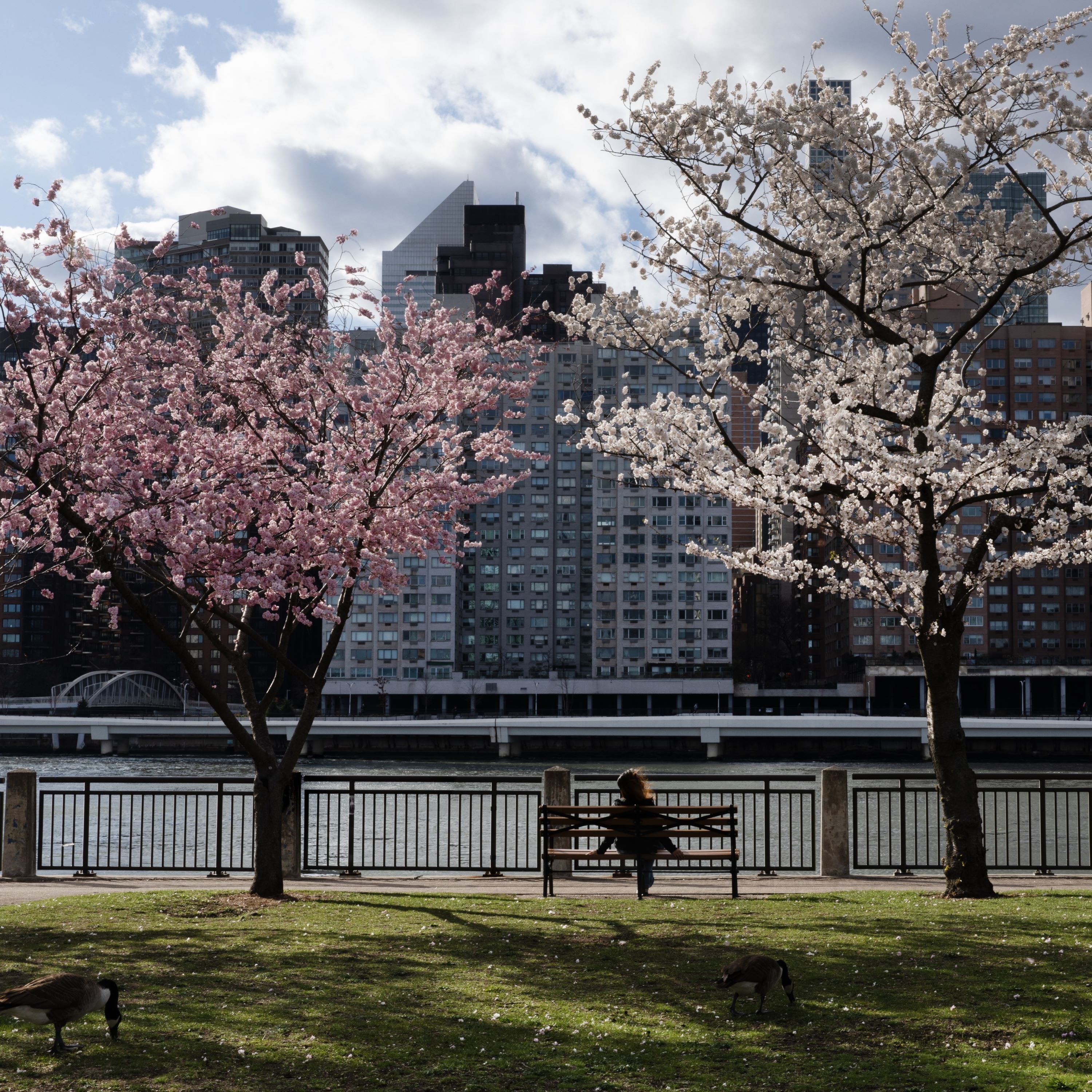 NYC Spring Staycations, Cherry Blossoms and a 24-Hour Dance Party