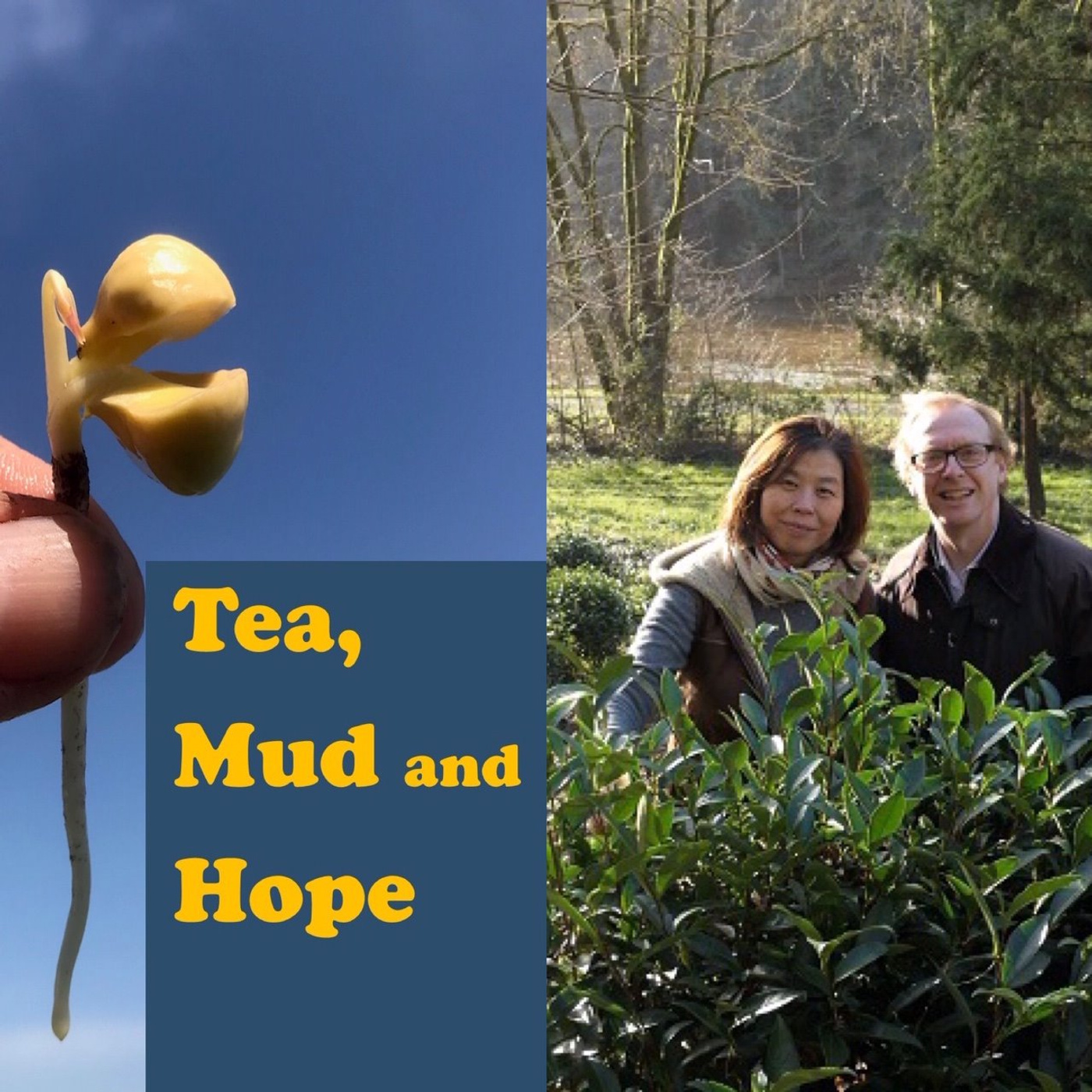 Tea growing across Europe with special guest Denis Mazerolle