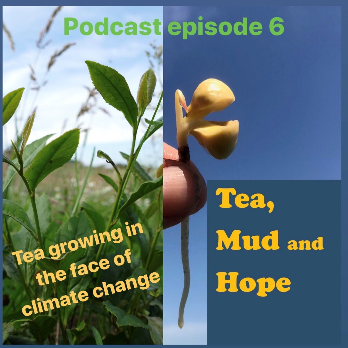 Tea Growing in the face of climate change