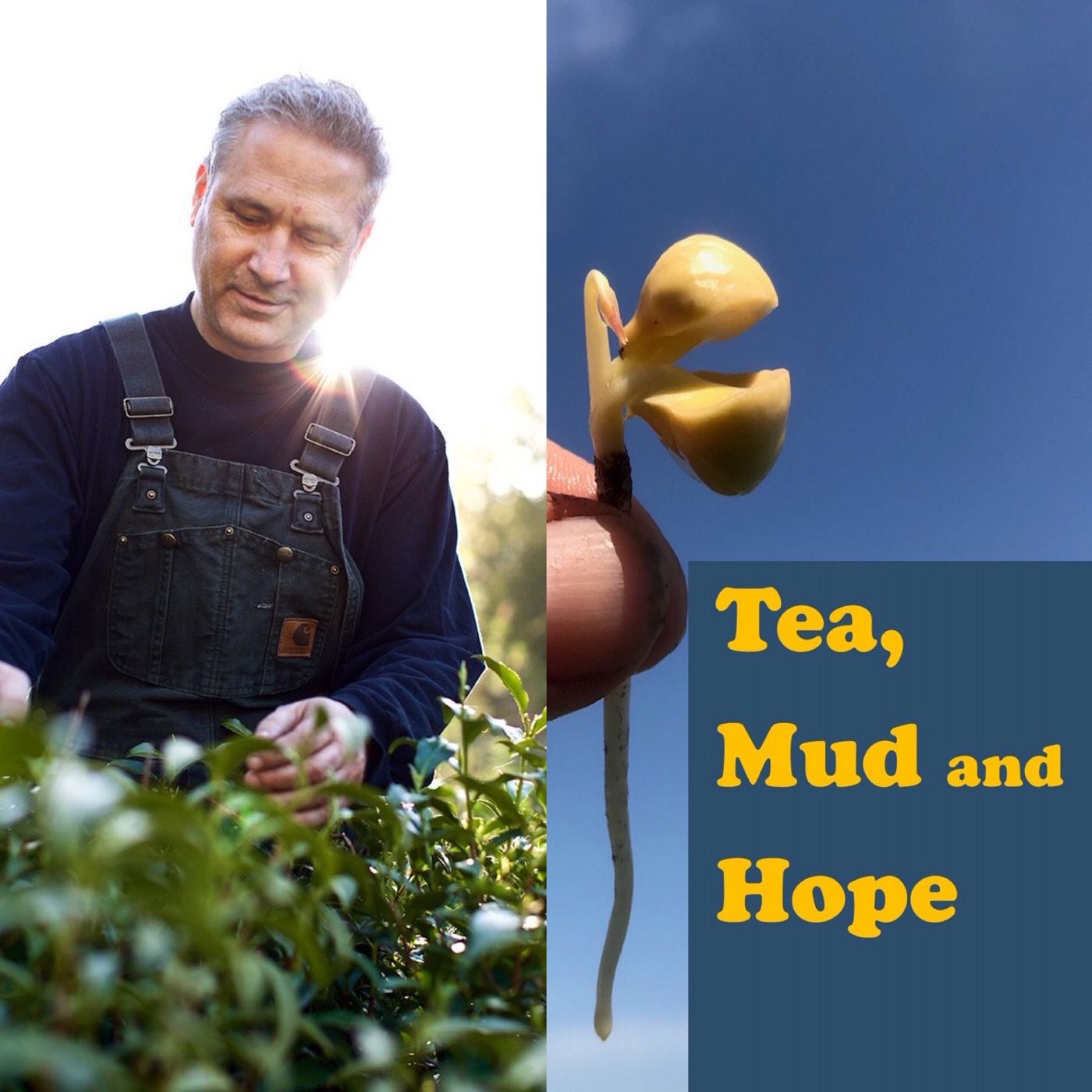 Tea growing in Canada - The wonderful Victor from Westholme shares his tea growing and tea making story with us :)