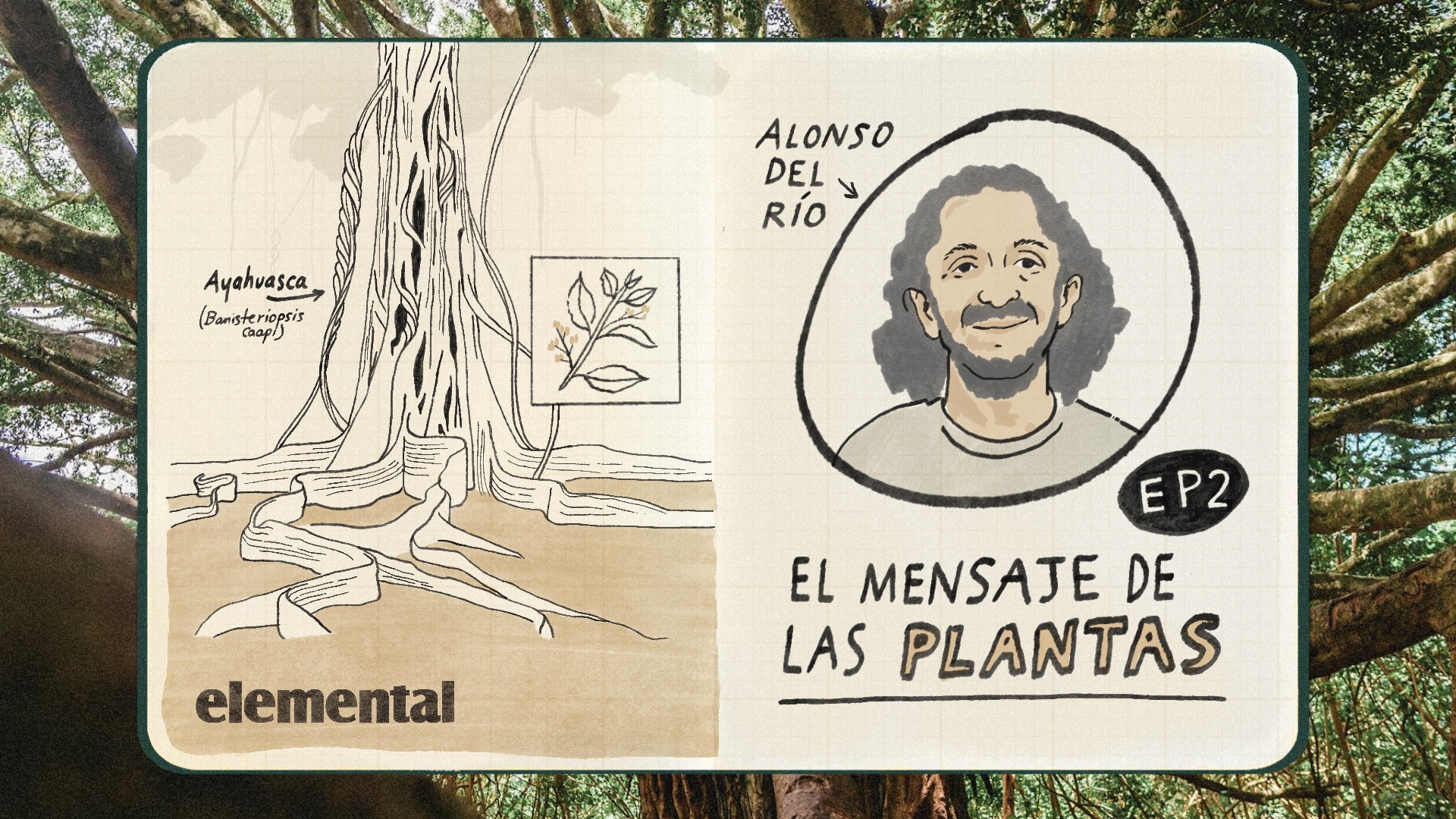 El mensaje de las plantas