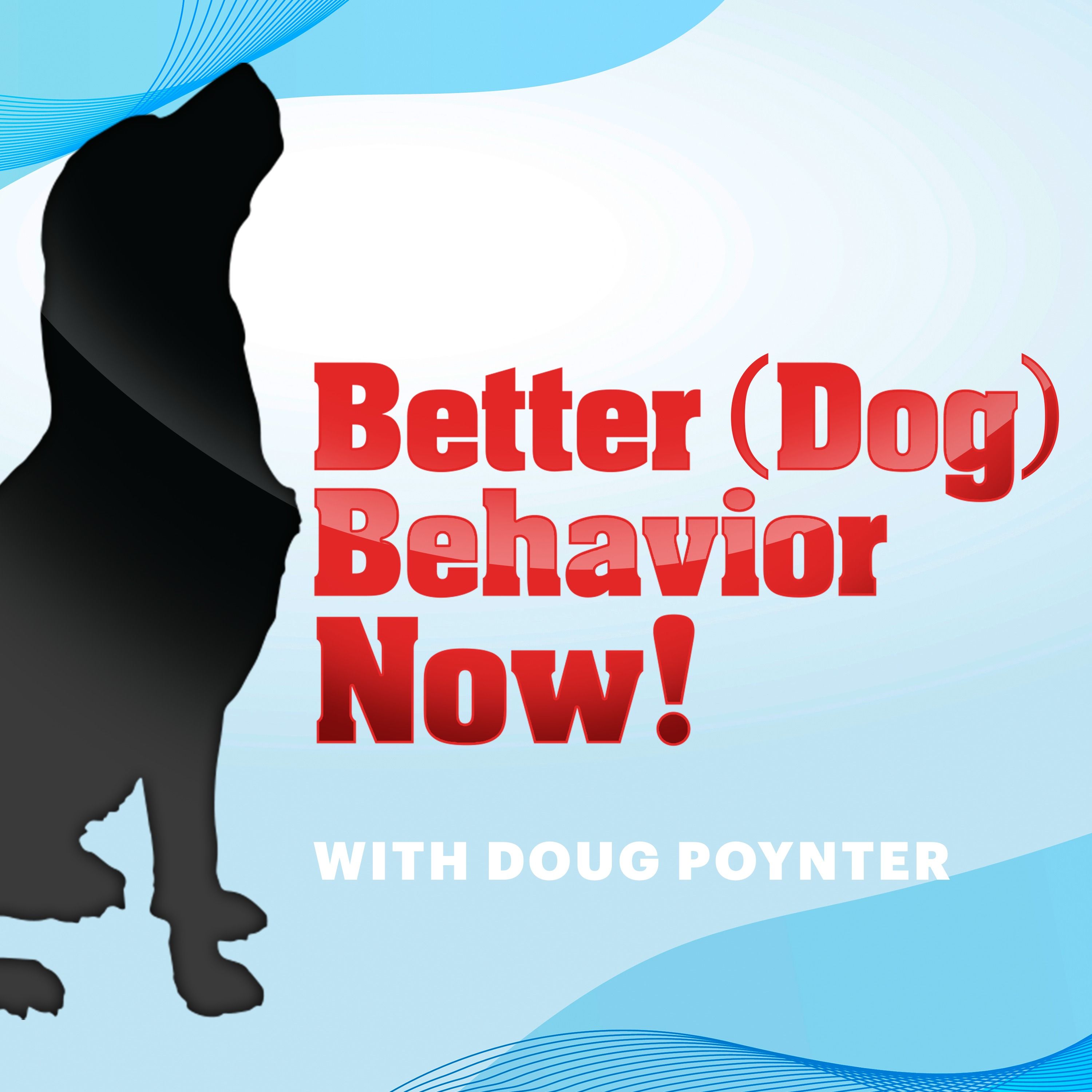 Best Of Better (Dog) Behavior Now!