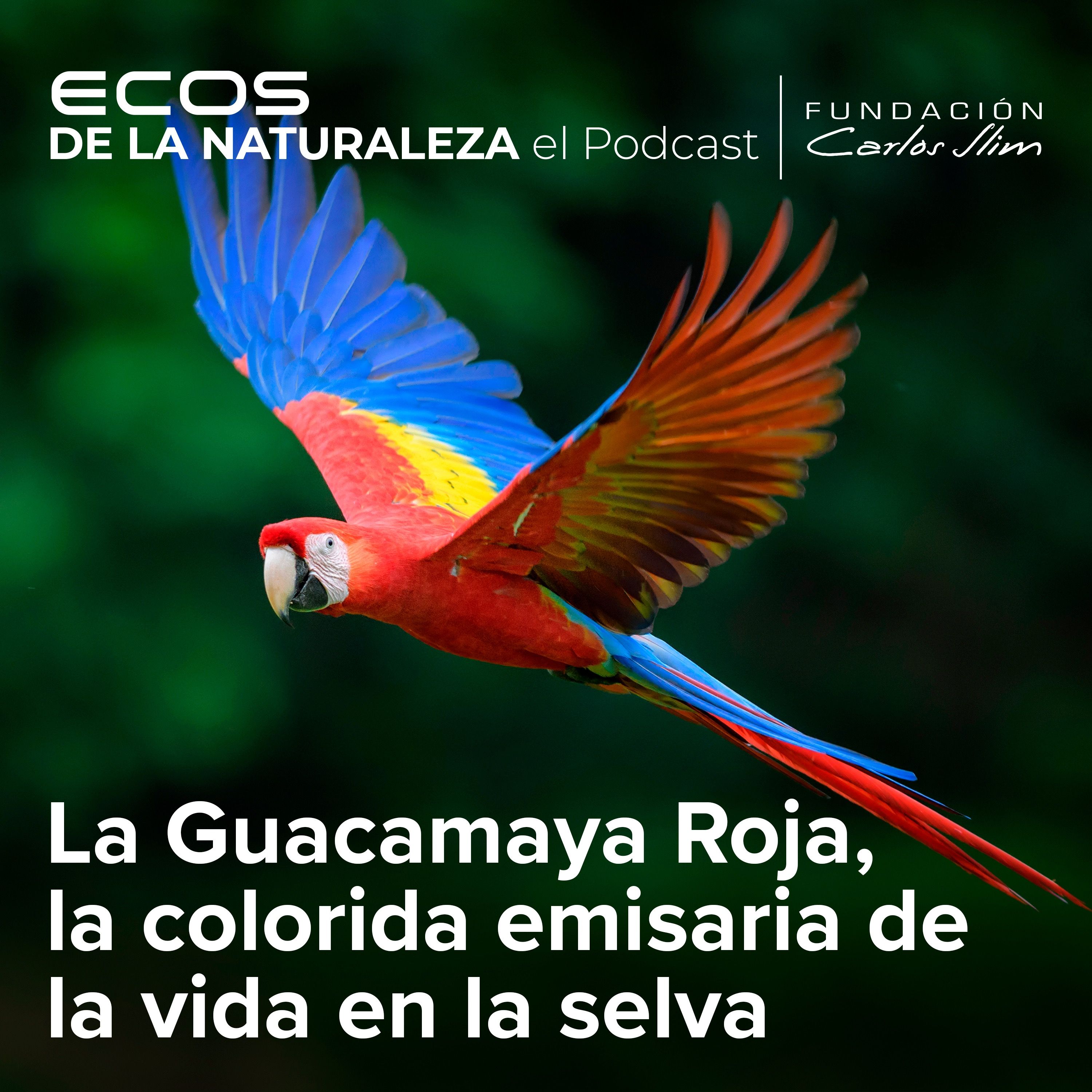 "La Guacamaya Roja, una colorida emisaria de la vida en la selva”  Episode #11