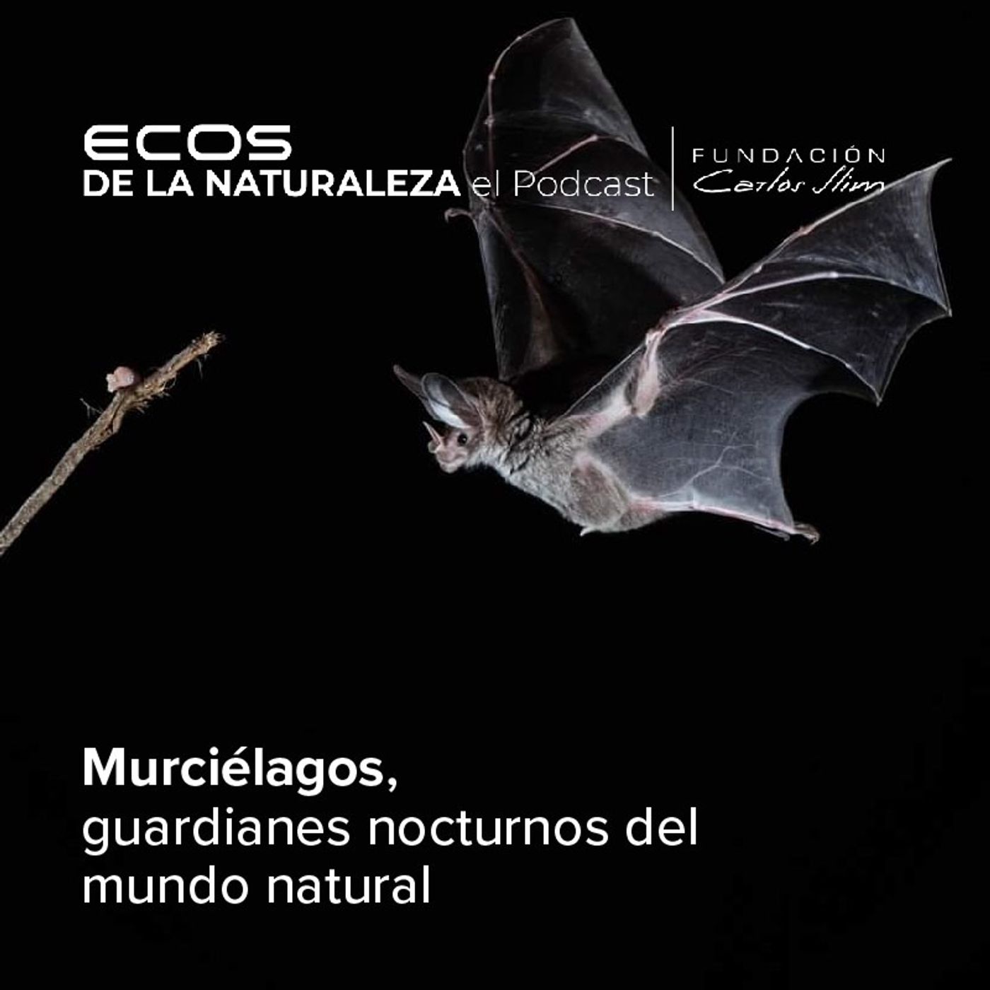 "Murciélagos, guardianes nocturnos del mundo natural”   Episode #13